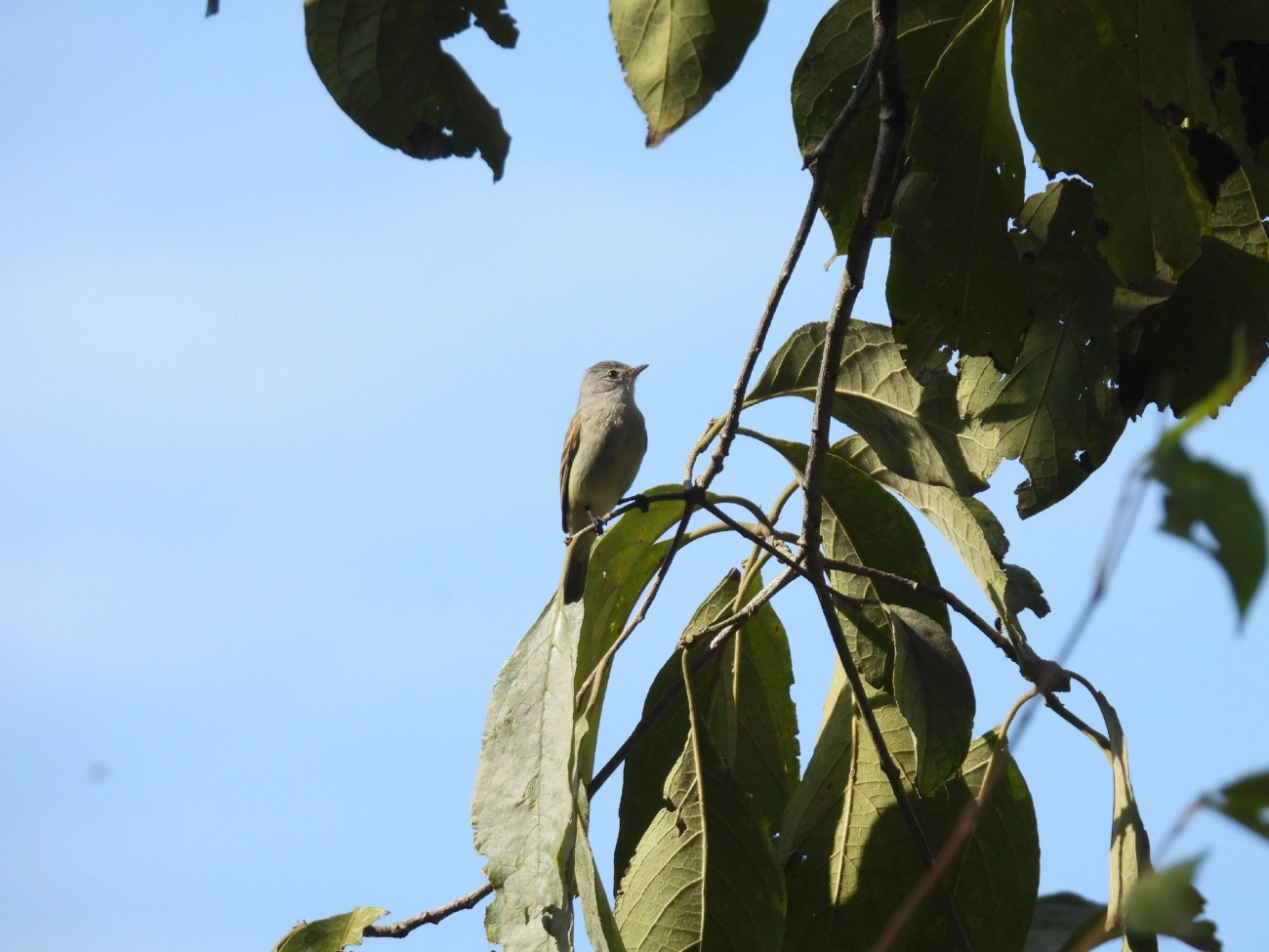 Risadinha (Camptostoma obsoletum), aves, fotografado em Rua Coronel João Leme, Bragança Paulista