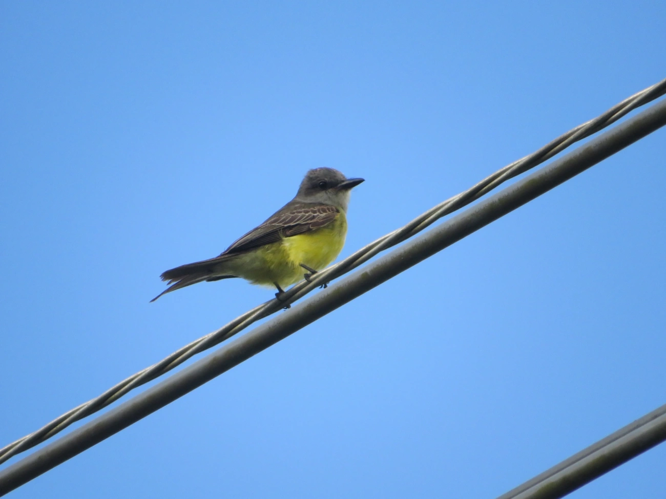 Suiriri (Tyrannus melancholicus), aves, fotografado em Maresias, São Sebastião