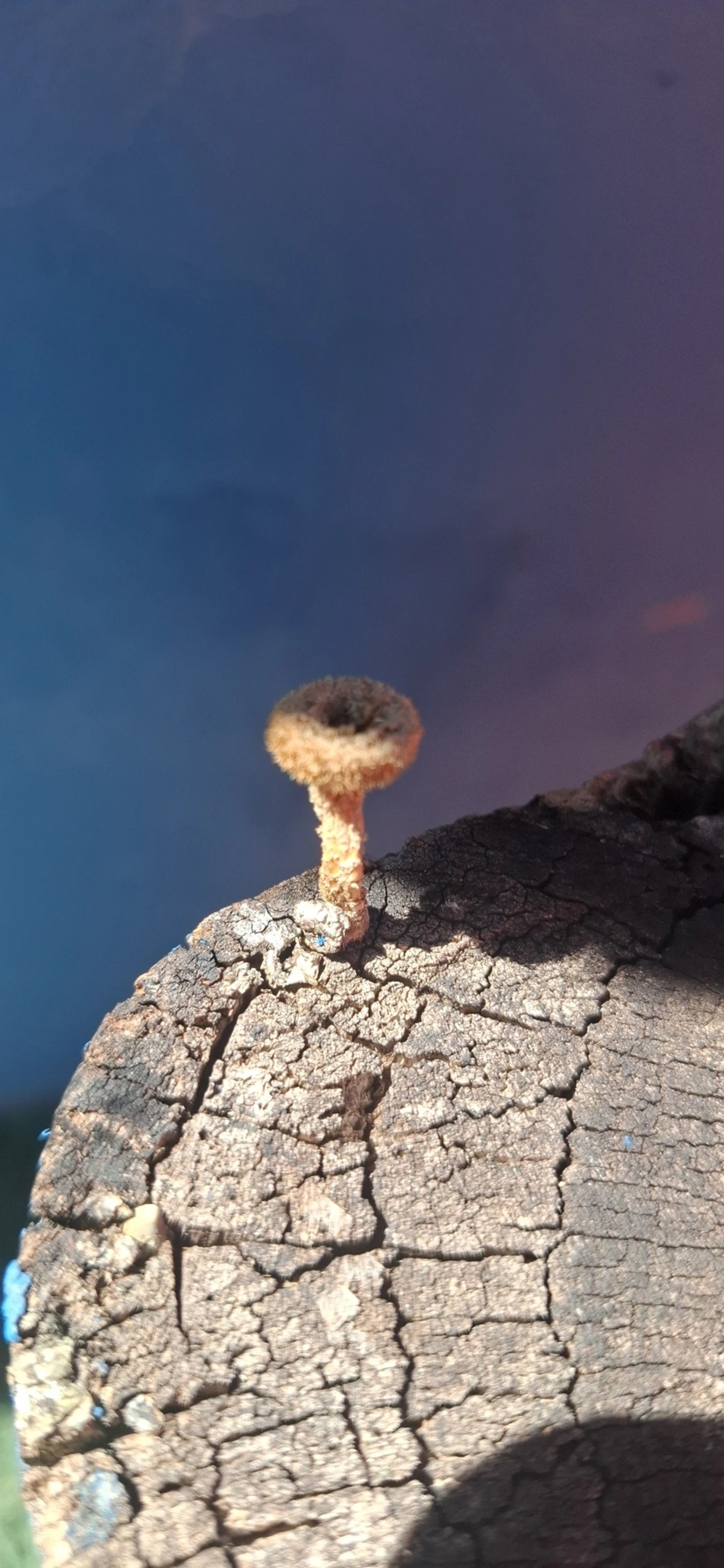 Lentinus, fungos, fotografado em Monte Alegre do Sul