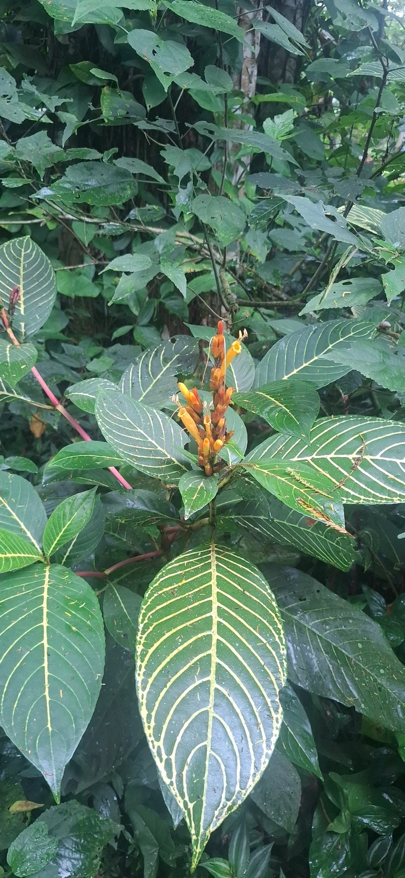 Sanchésia (Sanchezia parvibracteata), plantas, fotografado em Maresias, São Sebastião