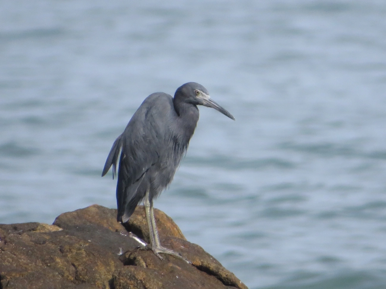 Garça-azul (Egretta caerulea), aves, fotografado em Maresias, São Sebastião