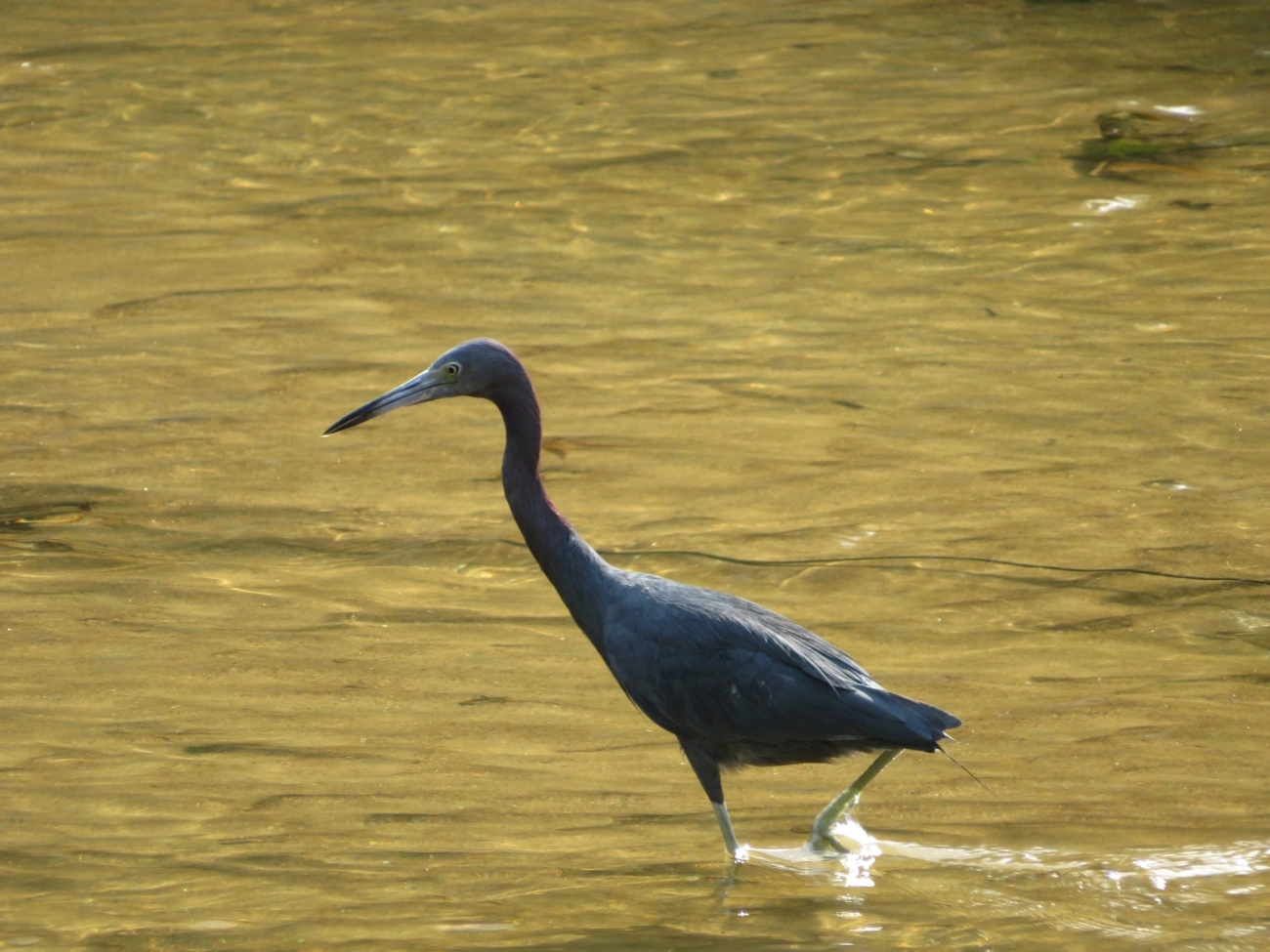 Garça-azul (Egretta caerulea), aves, fotografado em Indaiá, Caraguatatuba