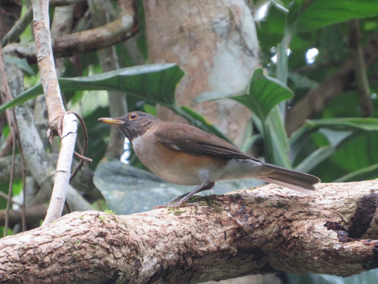 Sabiá-coleira (Turdus albicollis), aves, fotografado em Maresias, São Sebastião