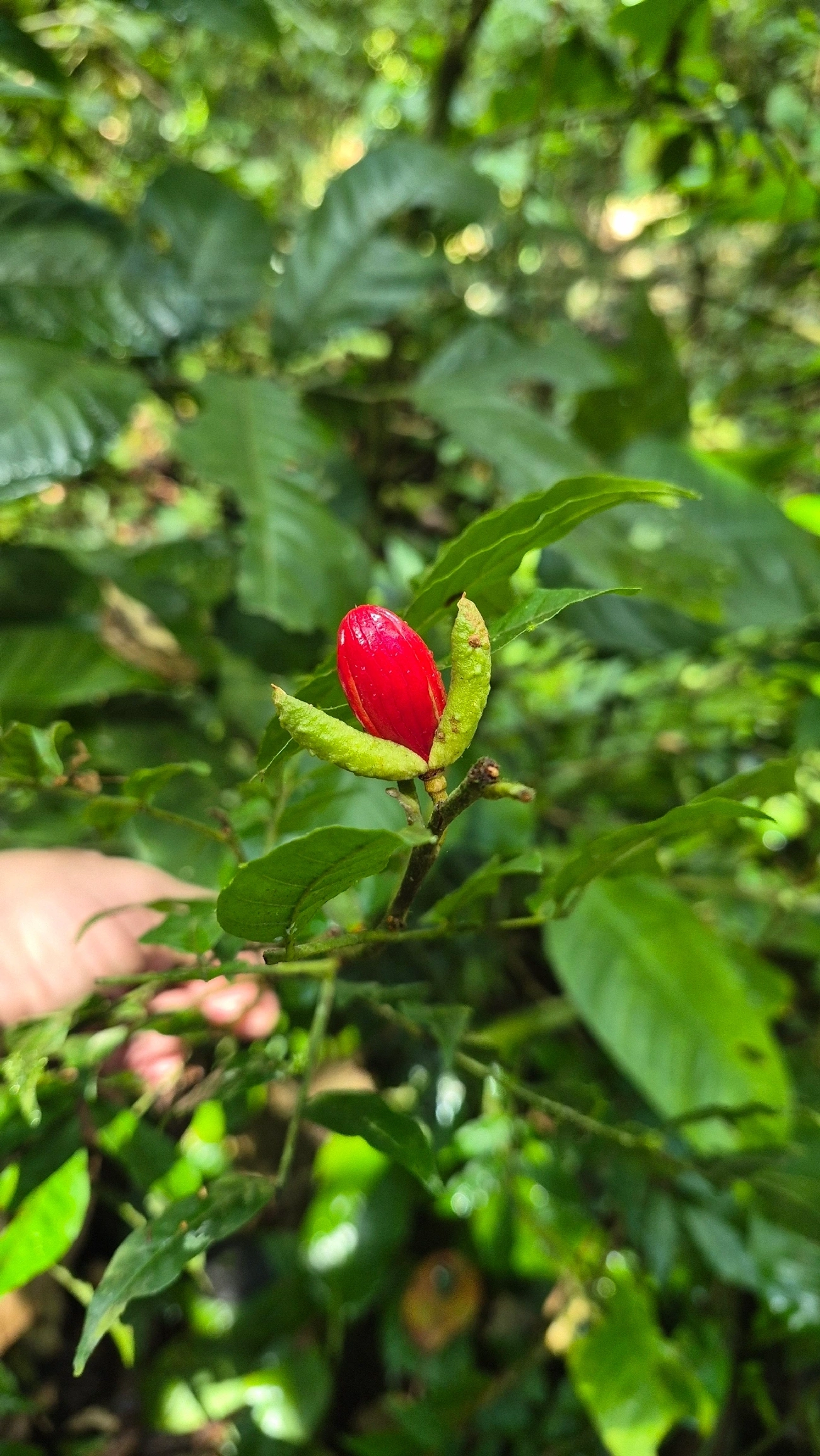 Catiguá-vermelho (Trichilia claussenii), plantas, fotografado em Camburí, São Sebastião