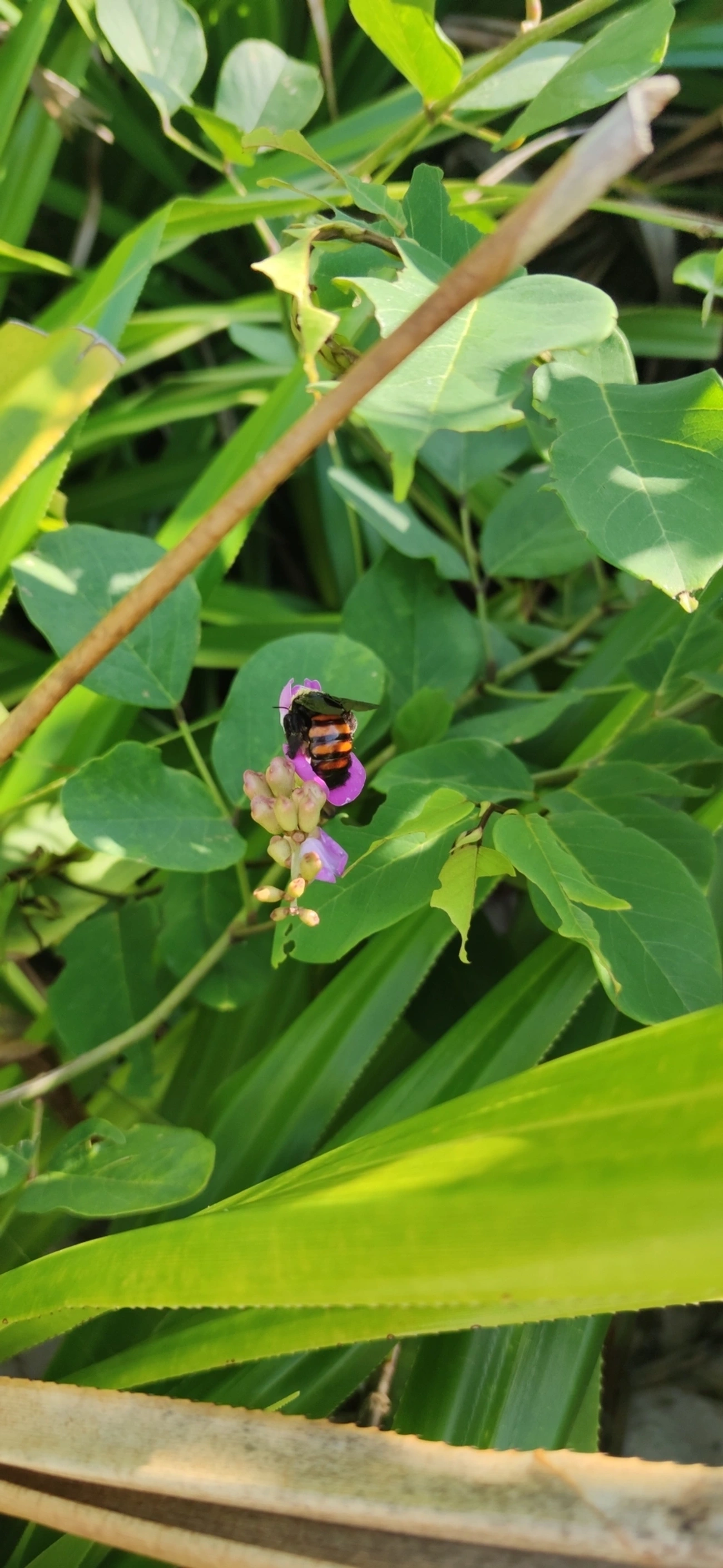 Abelhas-carpinteiras (Xylocopa), insetos, fotografado em Maresias, São Sebastião
