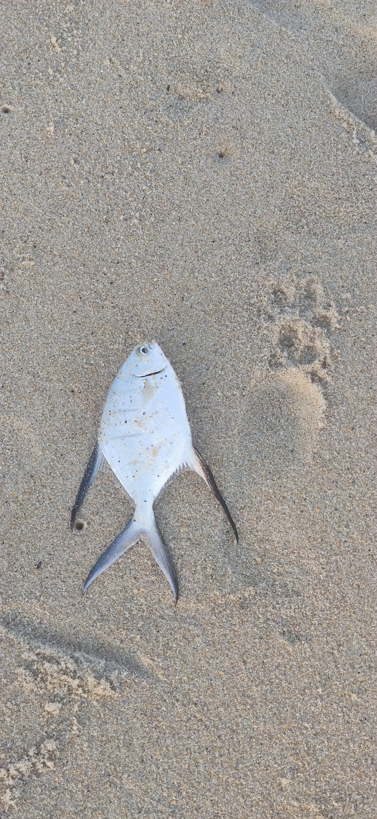 Pampo-das-Antilhas (Trachinotus goodei), peixes, fotografado em São Sebastião