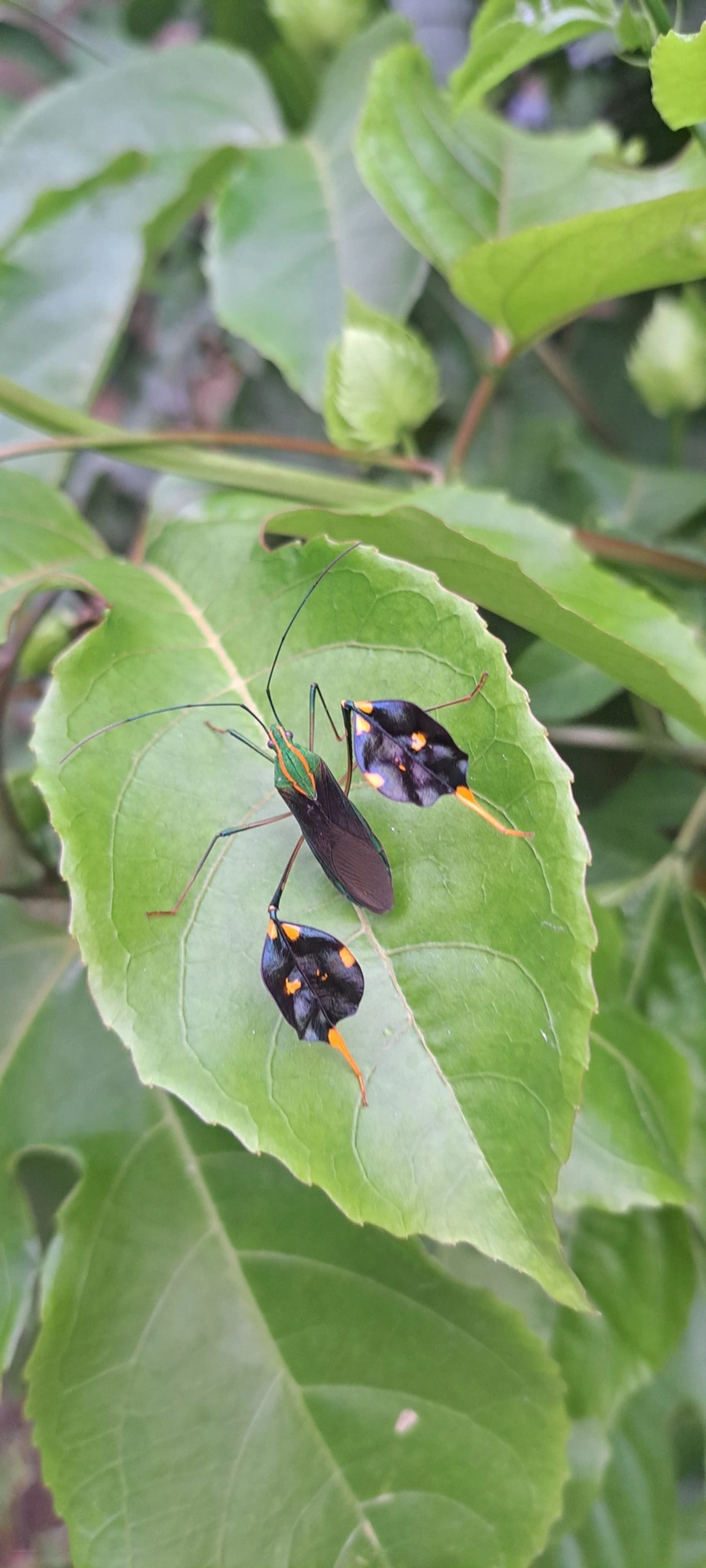 Percevejo-do-maracujá (Diactor bilineatus), insetos, fotografado em Maresias, São Sebastião