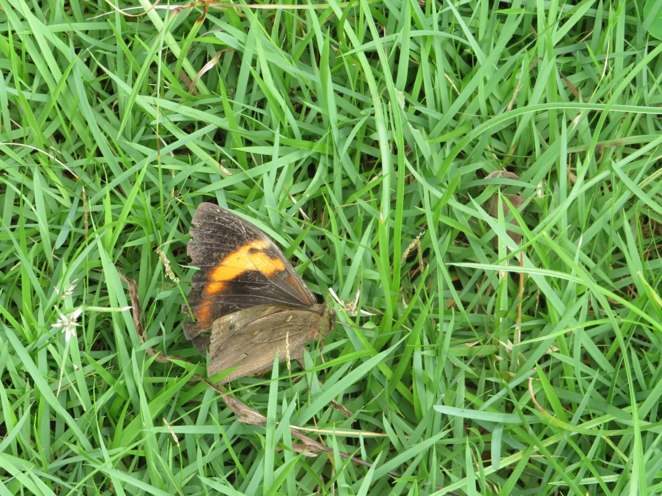 Lagarta-do-coqueiro (Brassolis sophorae), insetos, fotografado em Maresias, São Sebastião