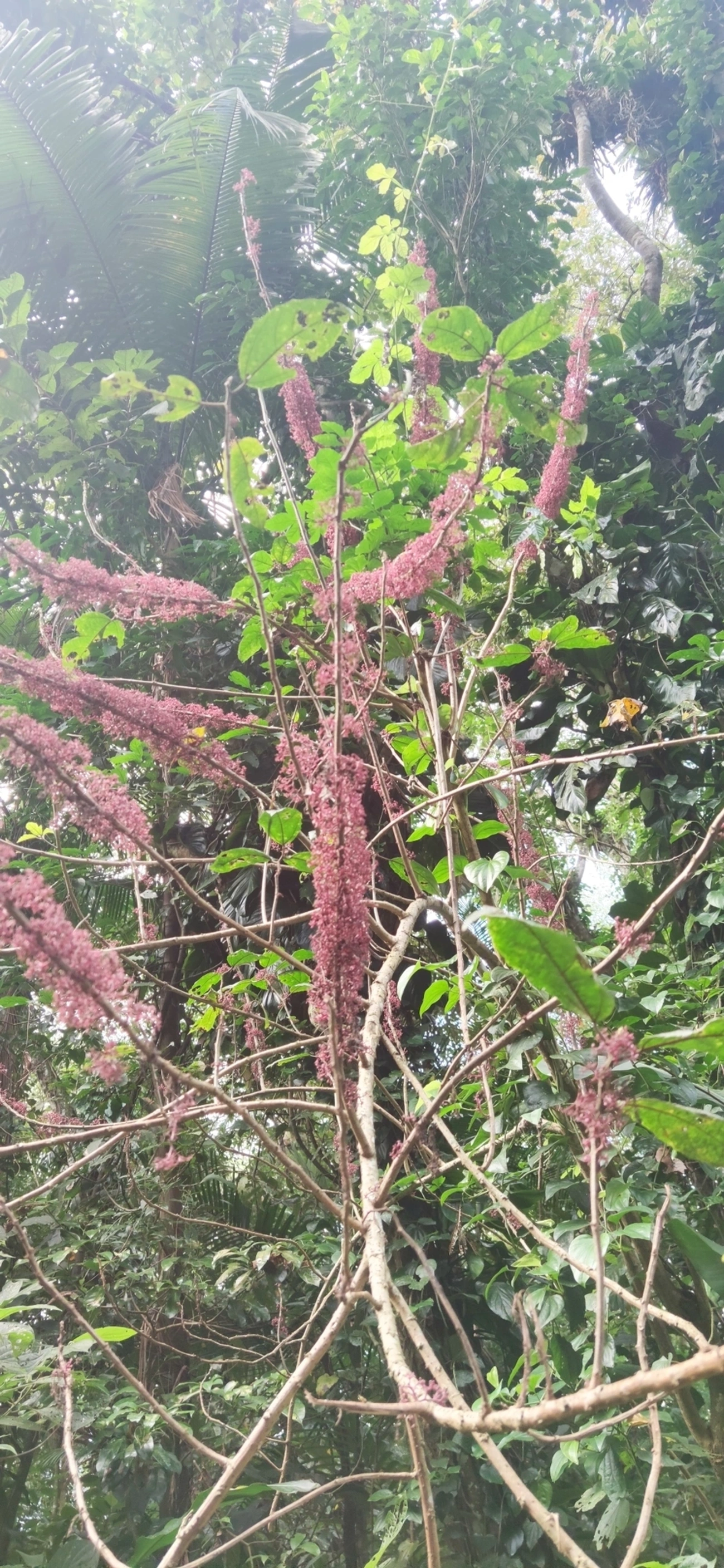 Urtiga-brava (Urera baccifera), plantas, fotografado em Camburí, São Sebastião