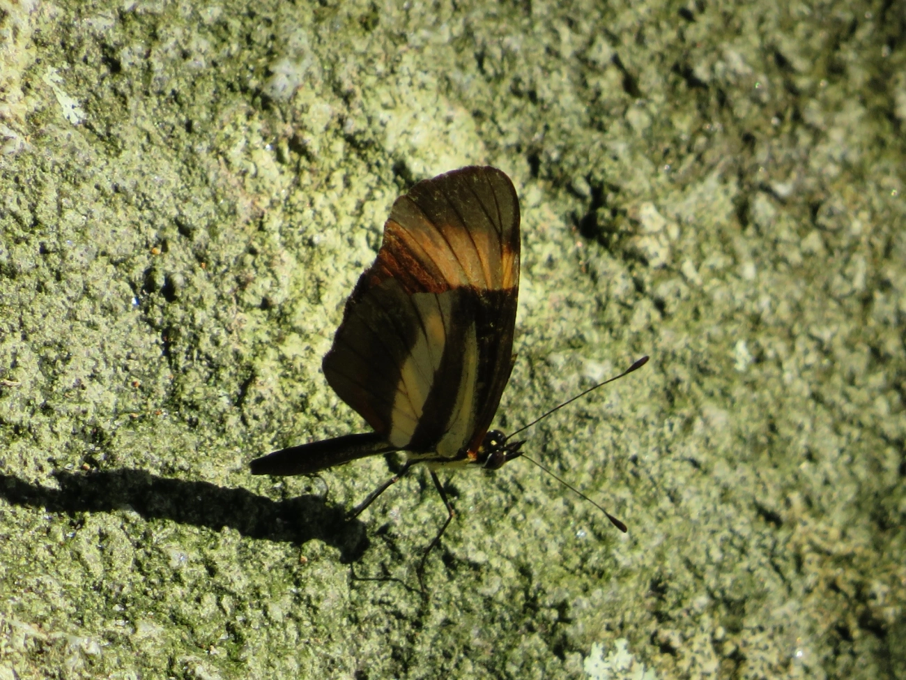 Falsa-erato (Eresia lansdorfi), insetos, fotografado em Maresias, São Sebastião