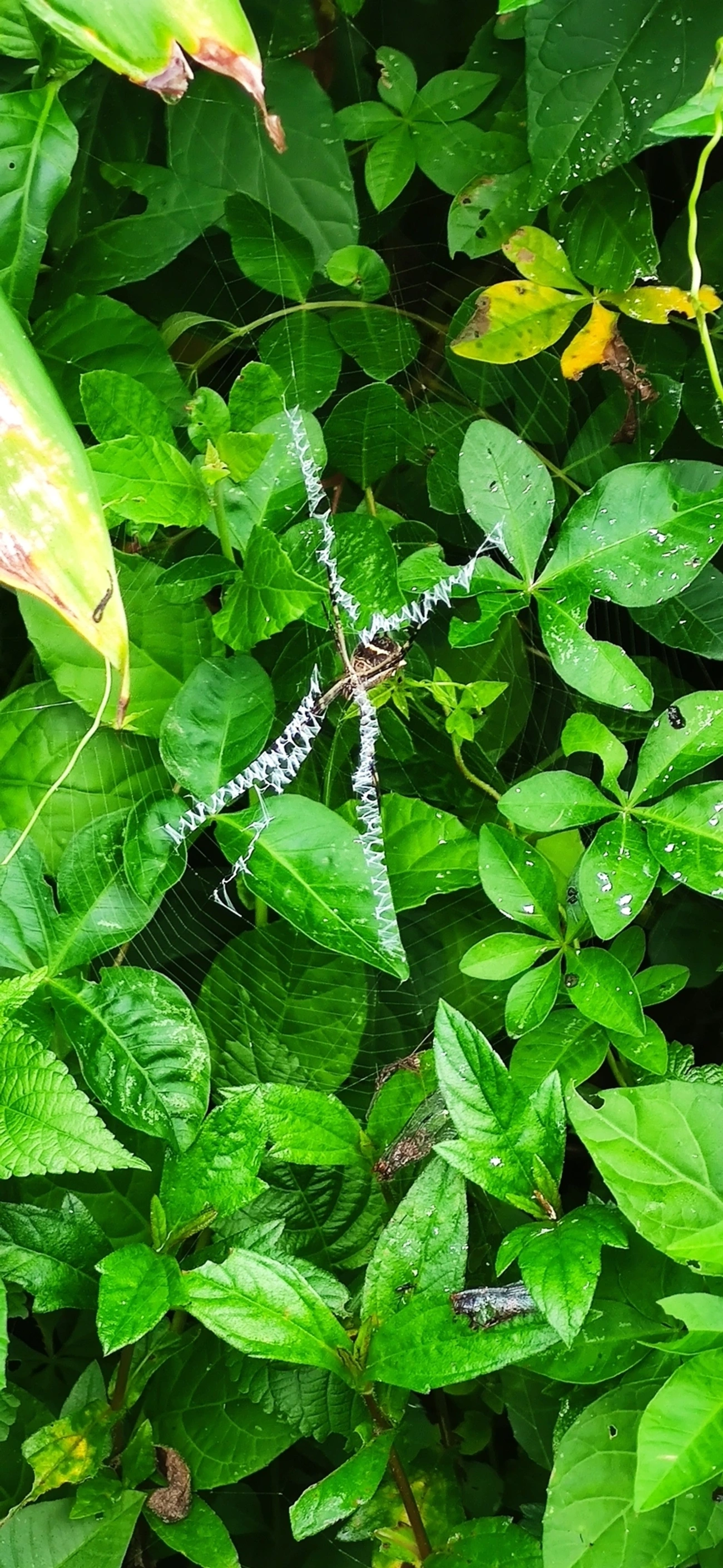Aranha-de-prata (Argiope argentata), aracnídeos, fotografado em Maresias, São Sebastião