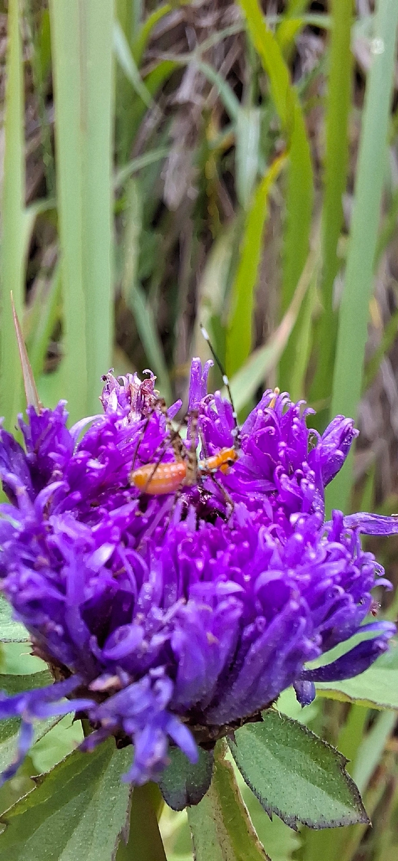 Esperanças (Tettigoniidae), insetos, fotografado em Toque-Toque Grande, São Sebastião