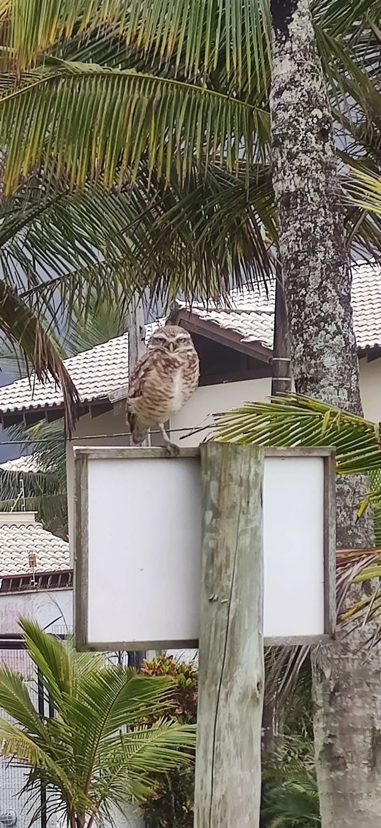 Coruja-buraqueira (Athene cunicularia), aves, fotografado em Caraguatatuba