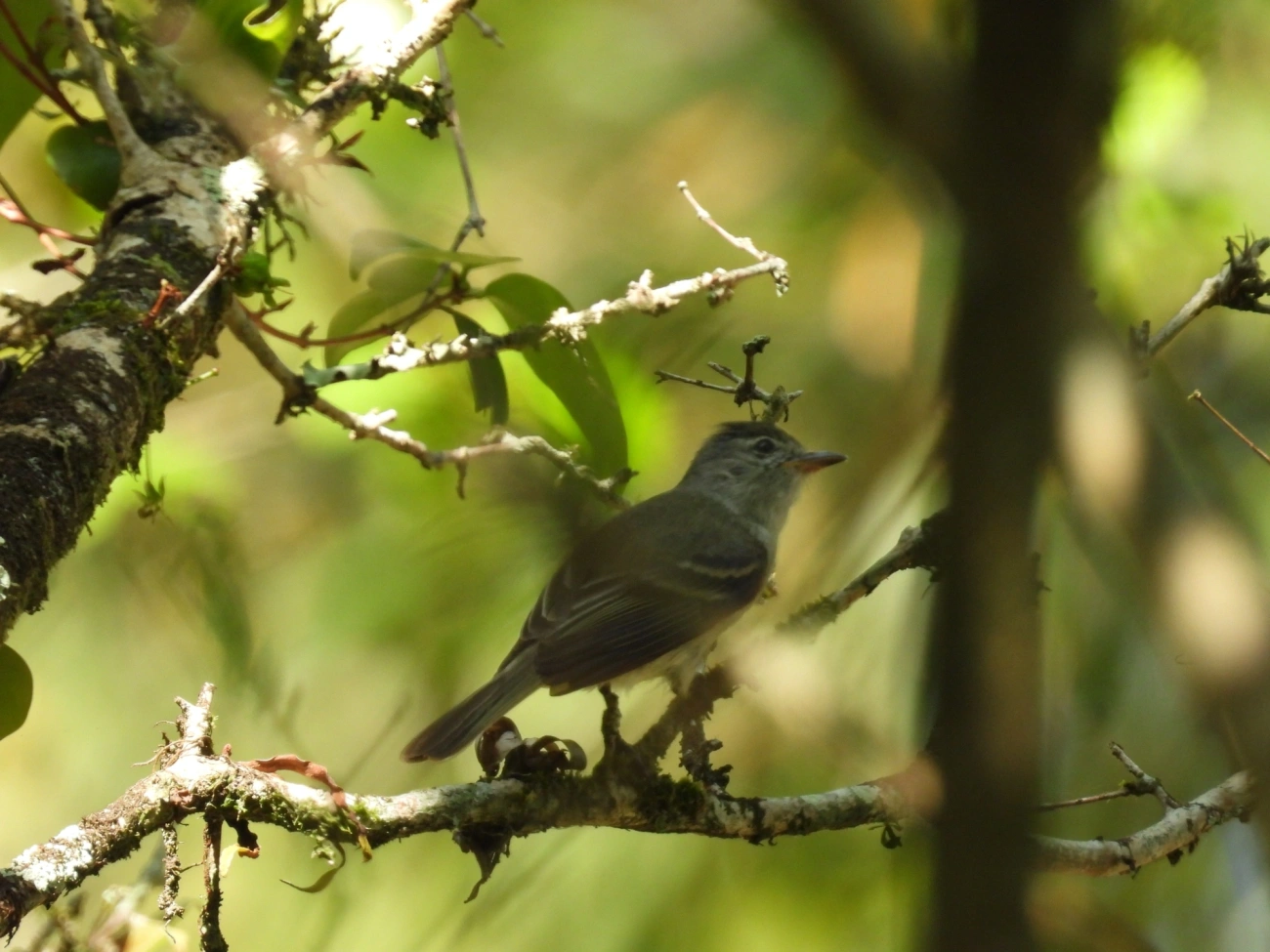 Risadinha (Camptostoma obsoletum), aves, fotografado em Maresias, São Sebastião