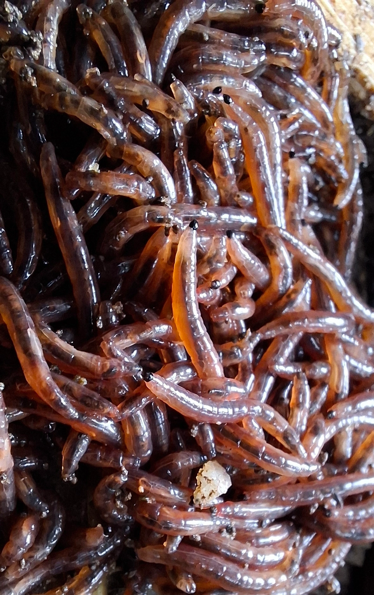 Moscas e mosquitos (Diptera), insetos, fotografado em Maresias, São Sebastião