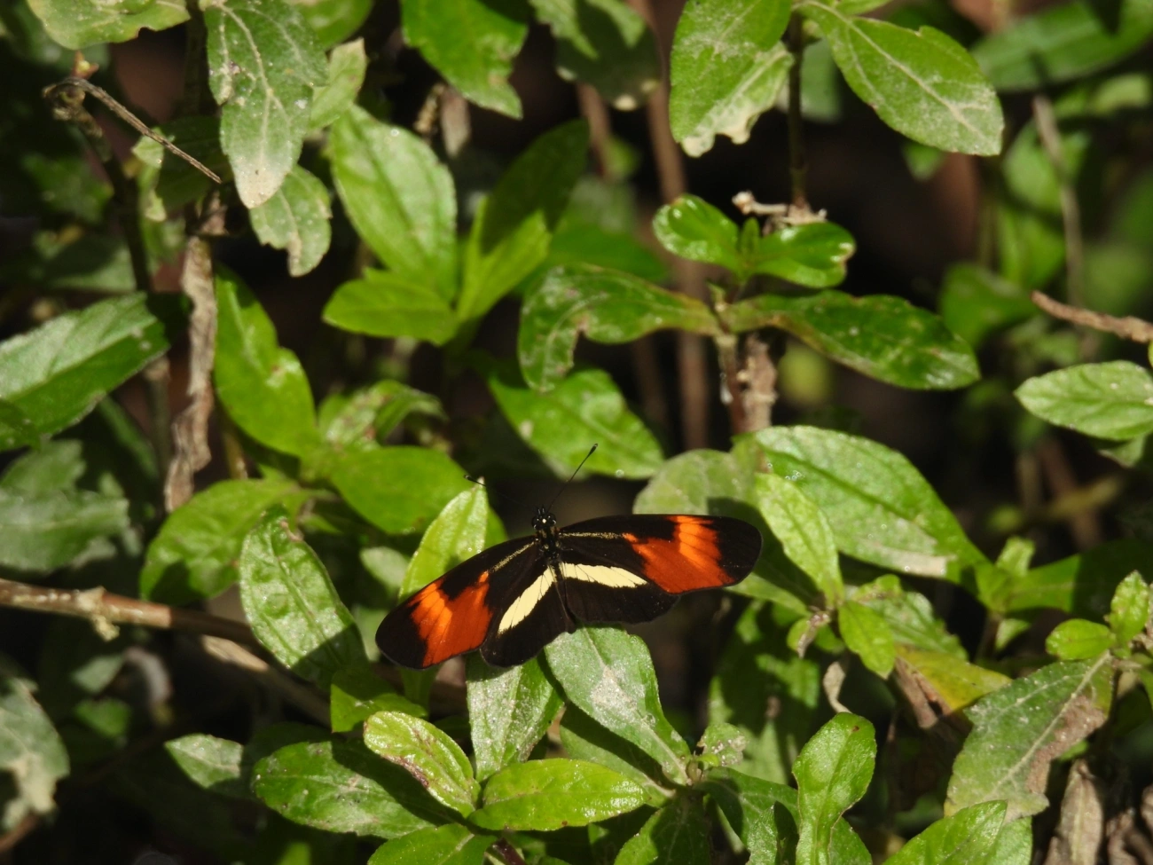 Falsa-erato (Eresia lansdorfi), insetos, fotografado em Maresias, São Sebastião