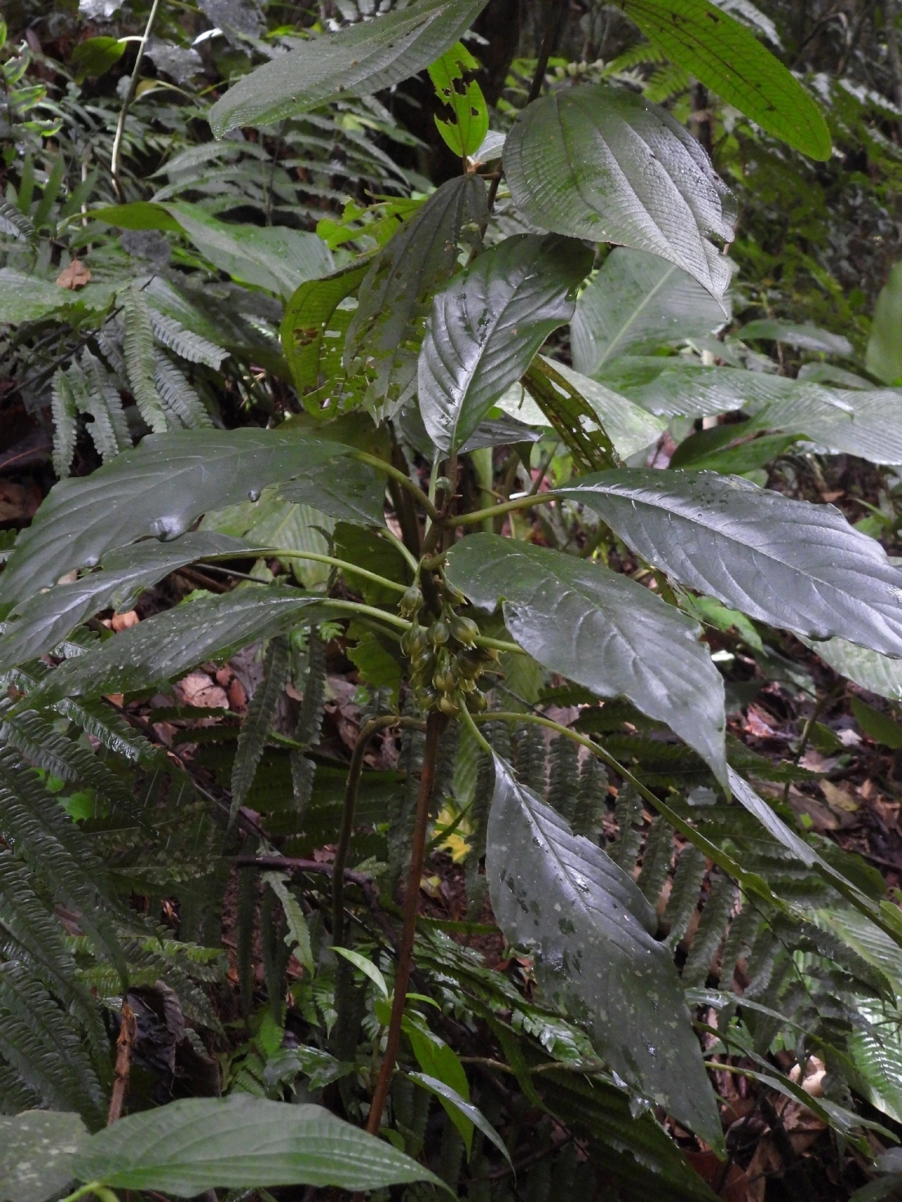 Amarelinha-bicudinha-da-mata (Besleria longimucronata), plantas, fotografado em Boiçucanga, São Sebastião