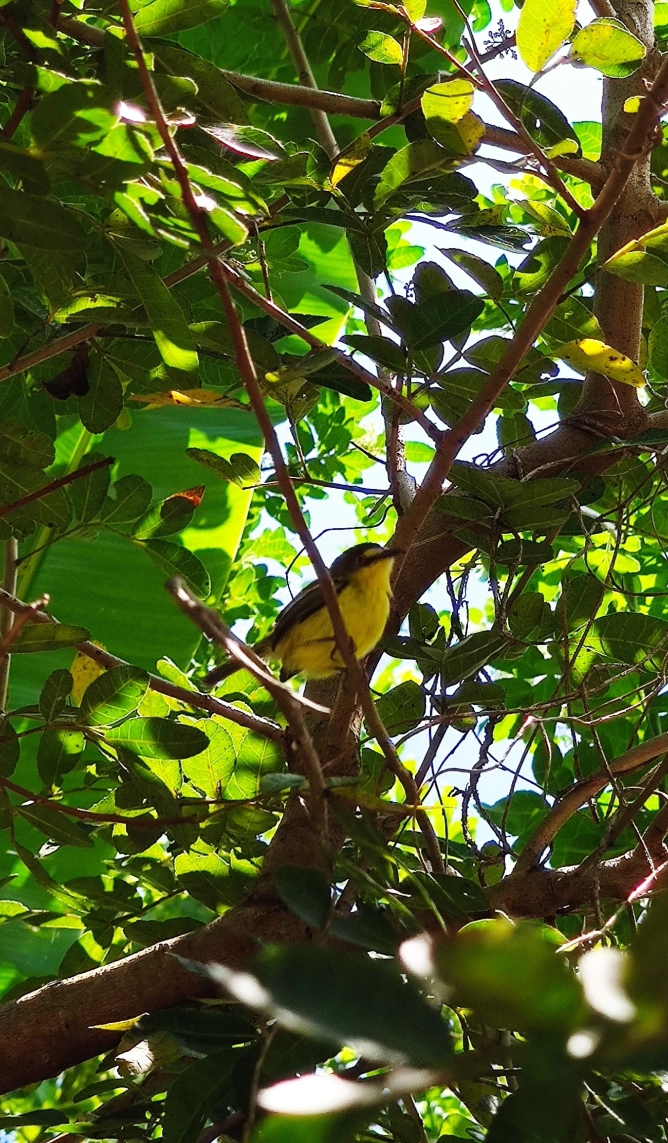 Teque-teque (Todirostrum poliocephalum), aves, fotografado em Maresias, São Sebastião