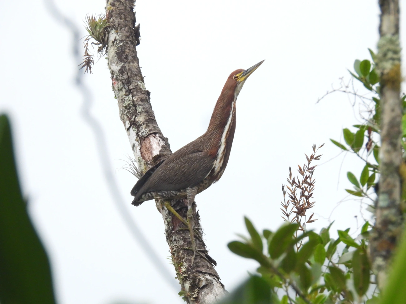 Socó-boi (Tigrisoma lineatum), aves, fotografado em Maresias, São Sebastião