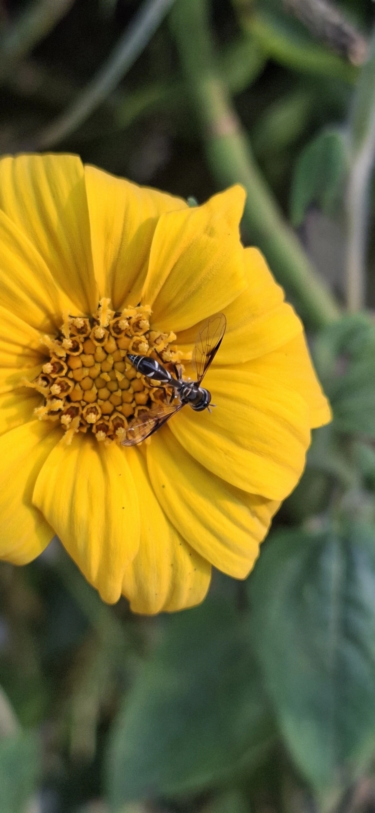 Dioprosopa, insetos, fotografado em Maresias, São Sebastião