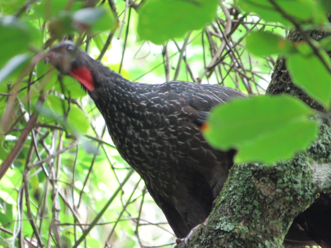 Jacuaçu (Penelope obscura), aves, fotografado em Maresias, São Sebastião