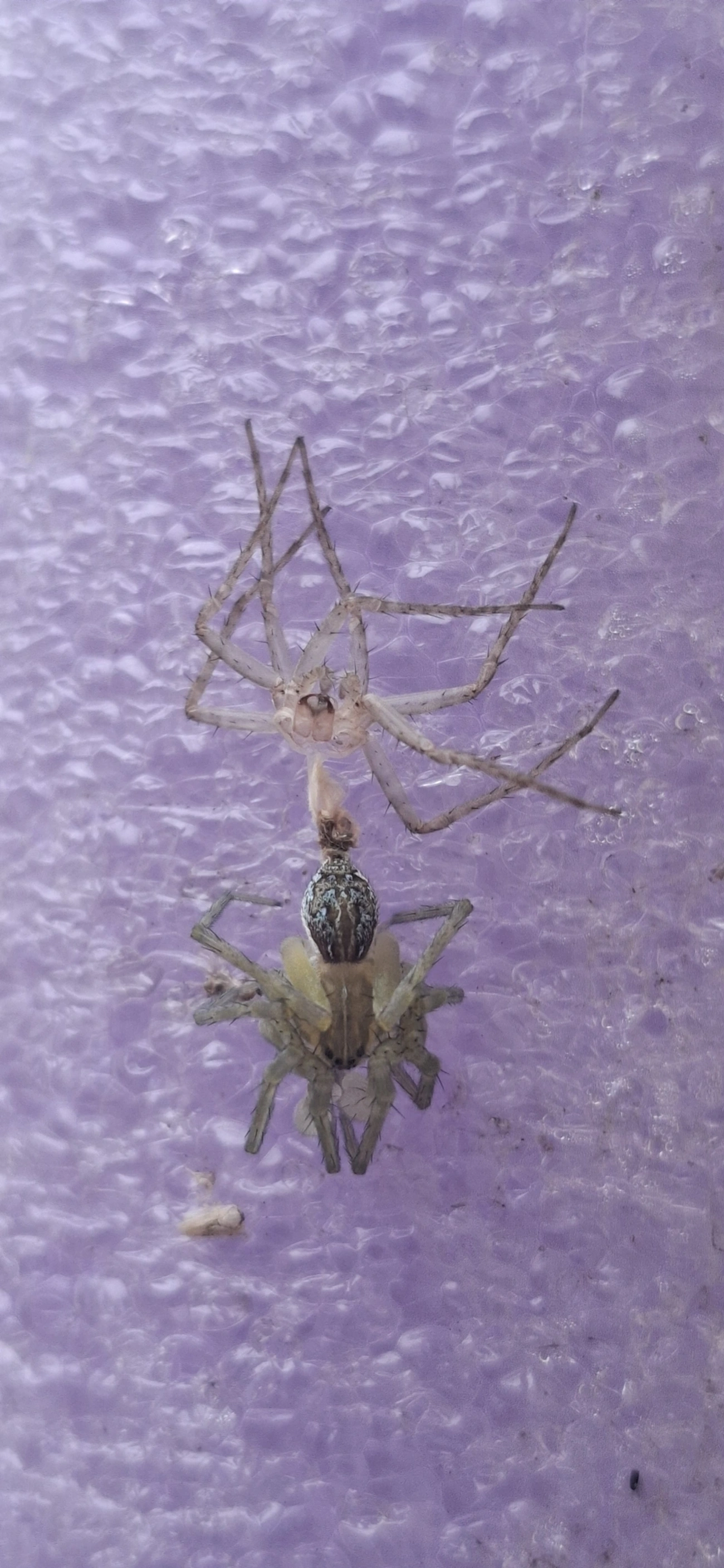 Thaumasia, aracnídeos, fotografado em Maresias, São Sebastião