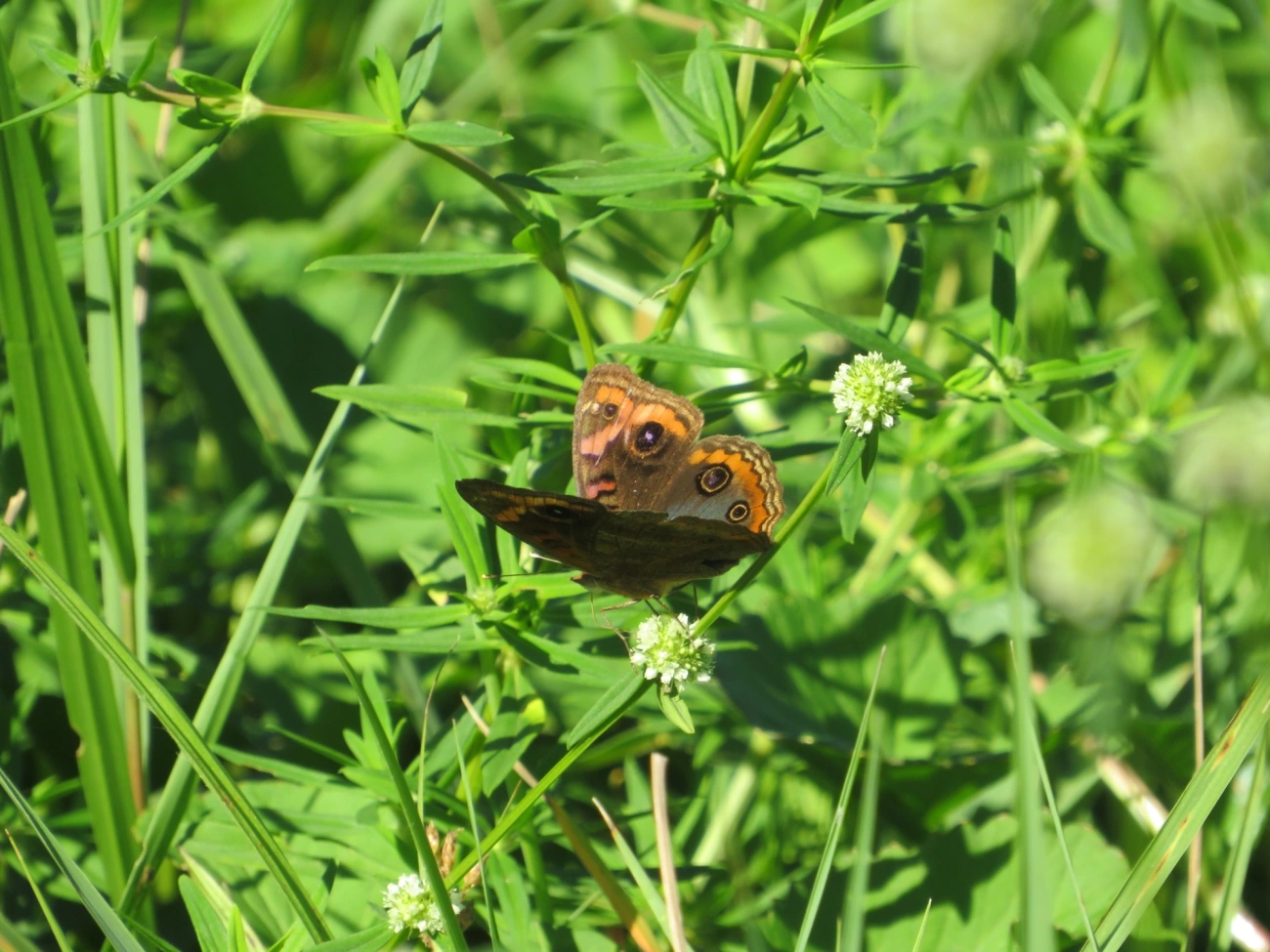Borboleta-Olho-de-Pavão-Diurno (Junonia evarete), insetos, fotografado em Maresias, São Sebastião