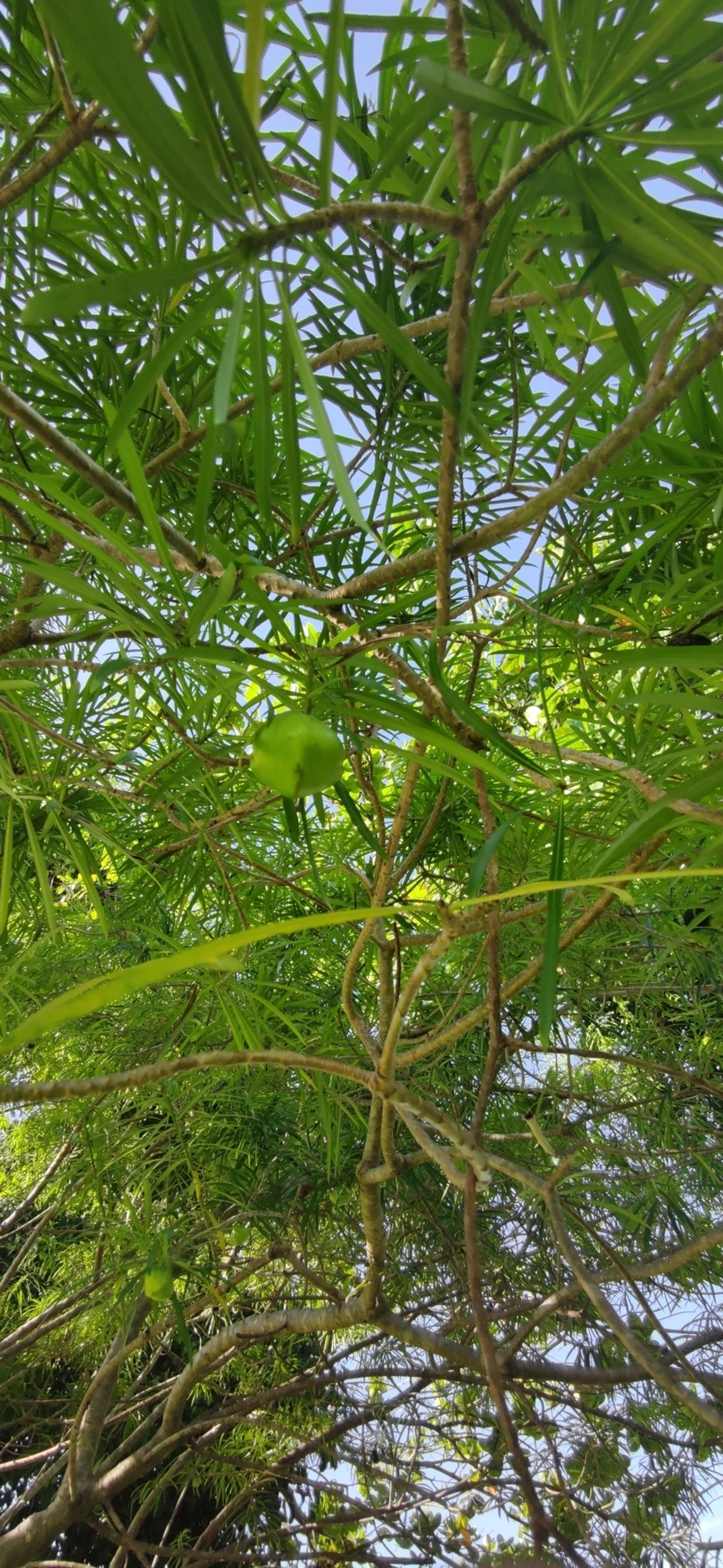 Chapéu-de-Napoleão (Cascabela thevetia), plantas, fotografado em Indaiá, Caraguatatuba