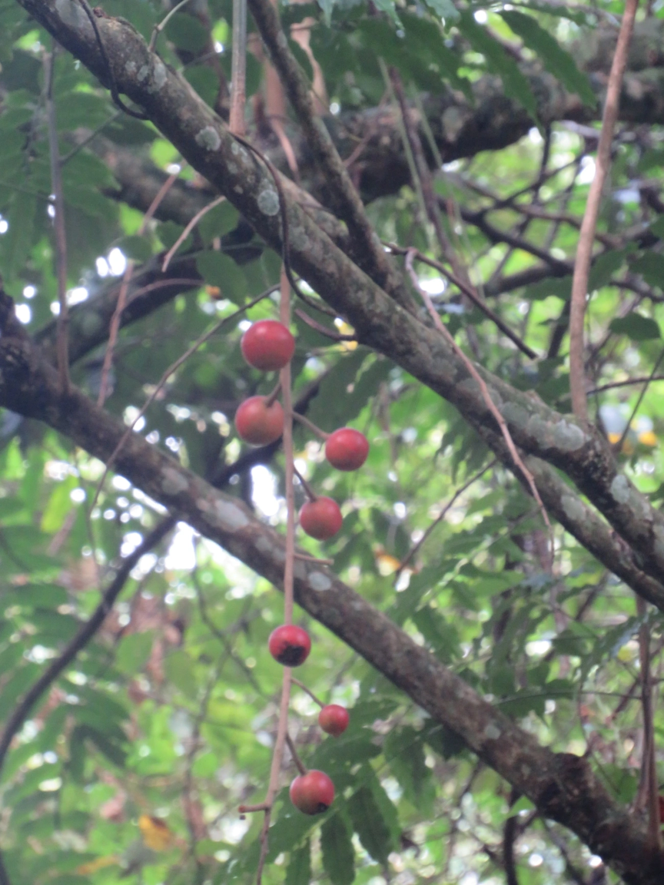 Canjerana (Cabralea canjerana), plantas, fotografado em Maresias, São Sebastião