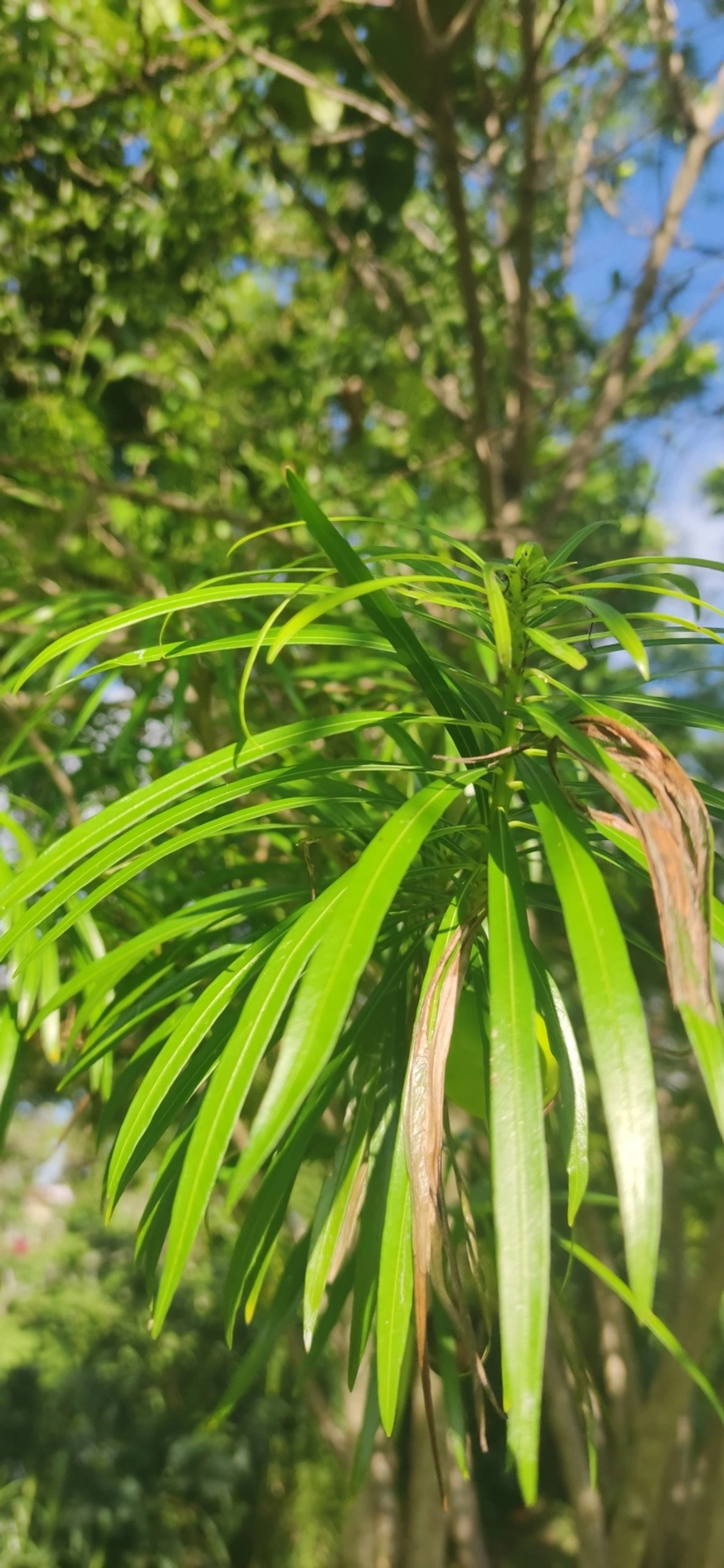 Chapéu-de-Napoleão (Cascabela thevetia), plantas, fotografado em Indaiá, Caraguatatuba