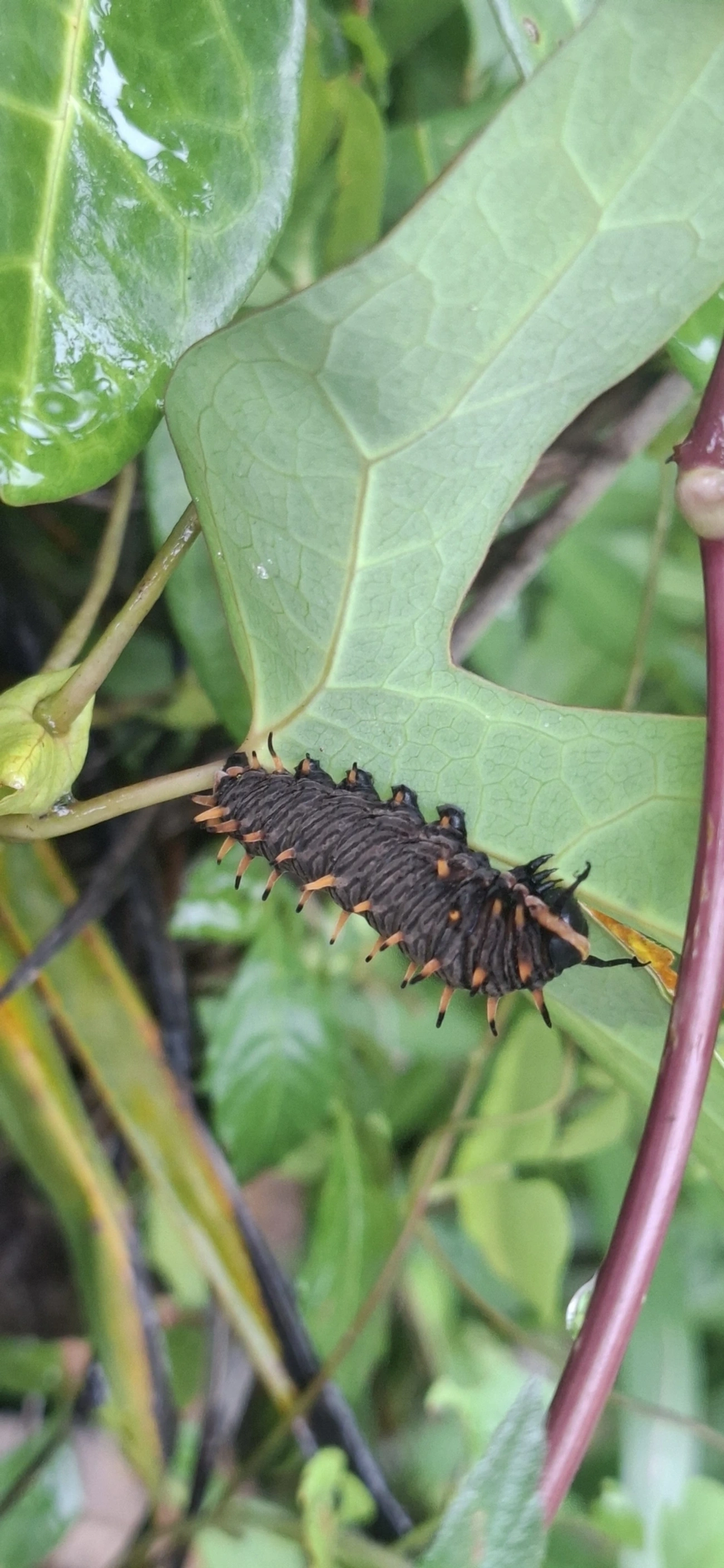Battus polydamas, insetos, fotografado em Maresias, São Sebastião