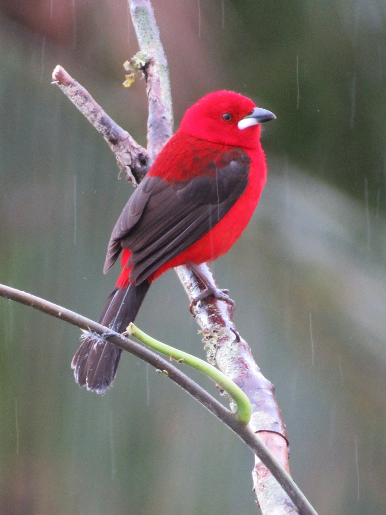 Tiê-sangue (Ramphocelus bresilius), aves, fotografado em Maresias, São Sebastião