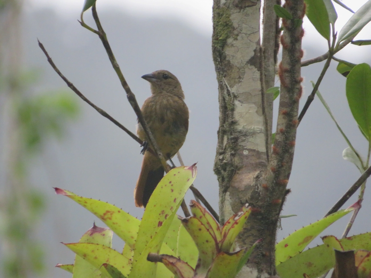 Tiê-preto (Tachyphonus coronatus), aves, fotografado em Maresias, São Sebastião