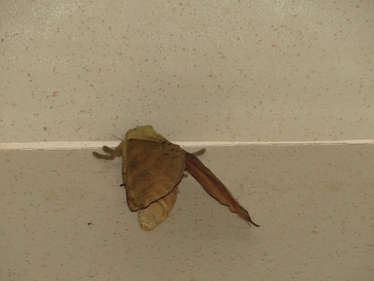 Mariposa-fantasma (Trichophassus giganteus), insetos, fotografado em Maresias, São Sebastião