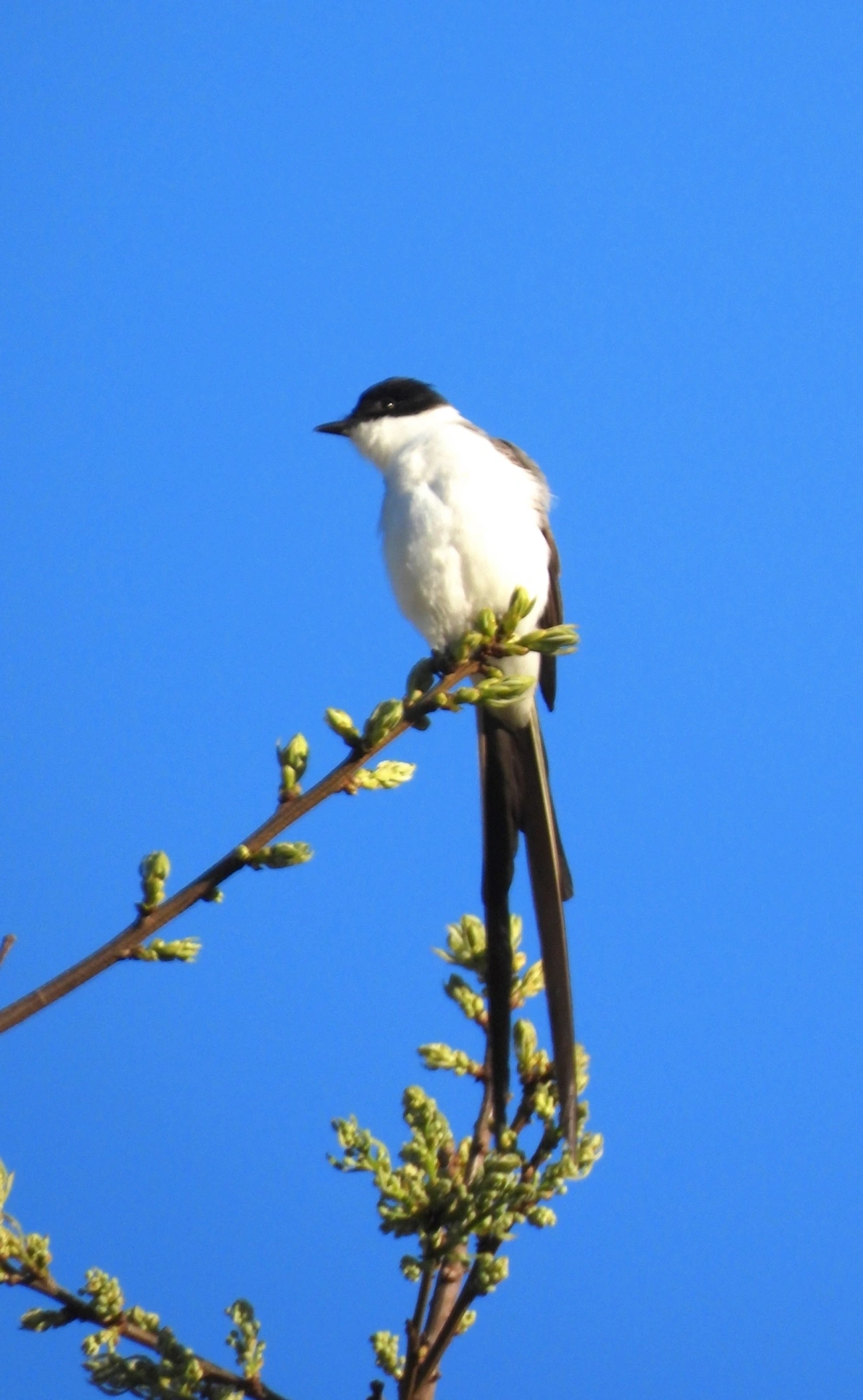 Tesourinha (Tyrannus savana), aves, fotografado em Cunha