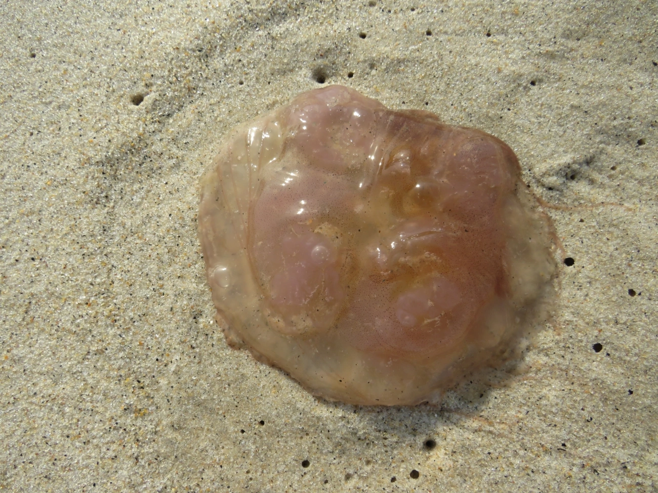 Semaeostomeae, cnidários, fotografado em Maresias, São Sebastião