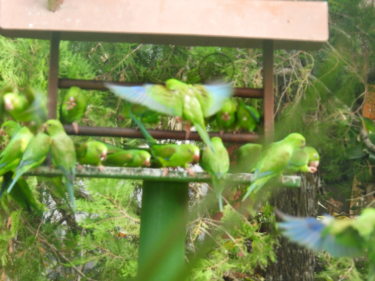 Periquito-rico (Brotogeris tirica), aves, fotografado em Domingas Dias, Ubatuba