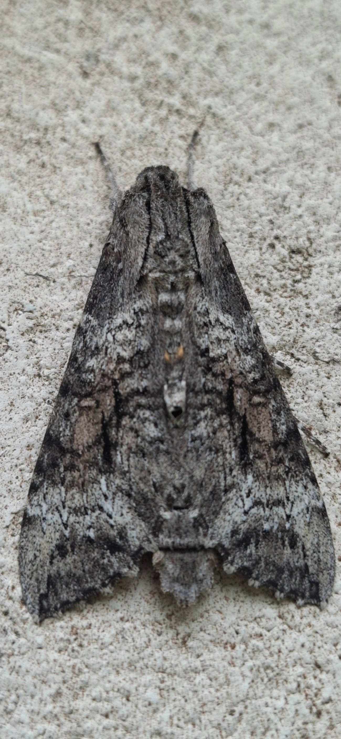 Mariposa-esfinge (Isognathus australis), insetos, fotografado em Maresias, São Sebastião