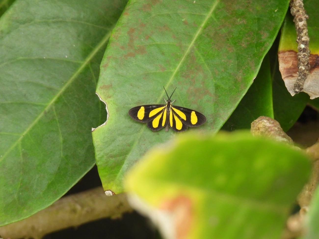 Cyllopoda claudicula, insetos, fotografado em Maresias, São Sebastião