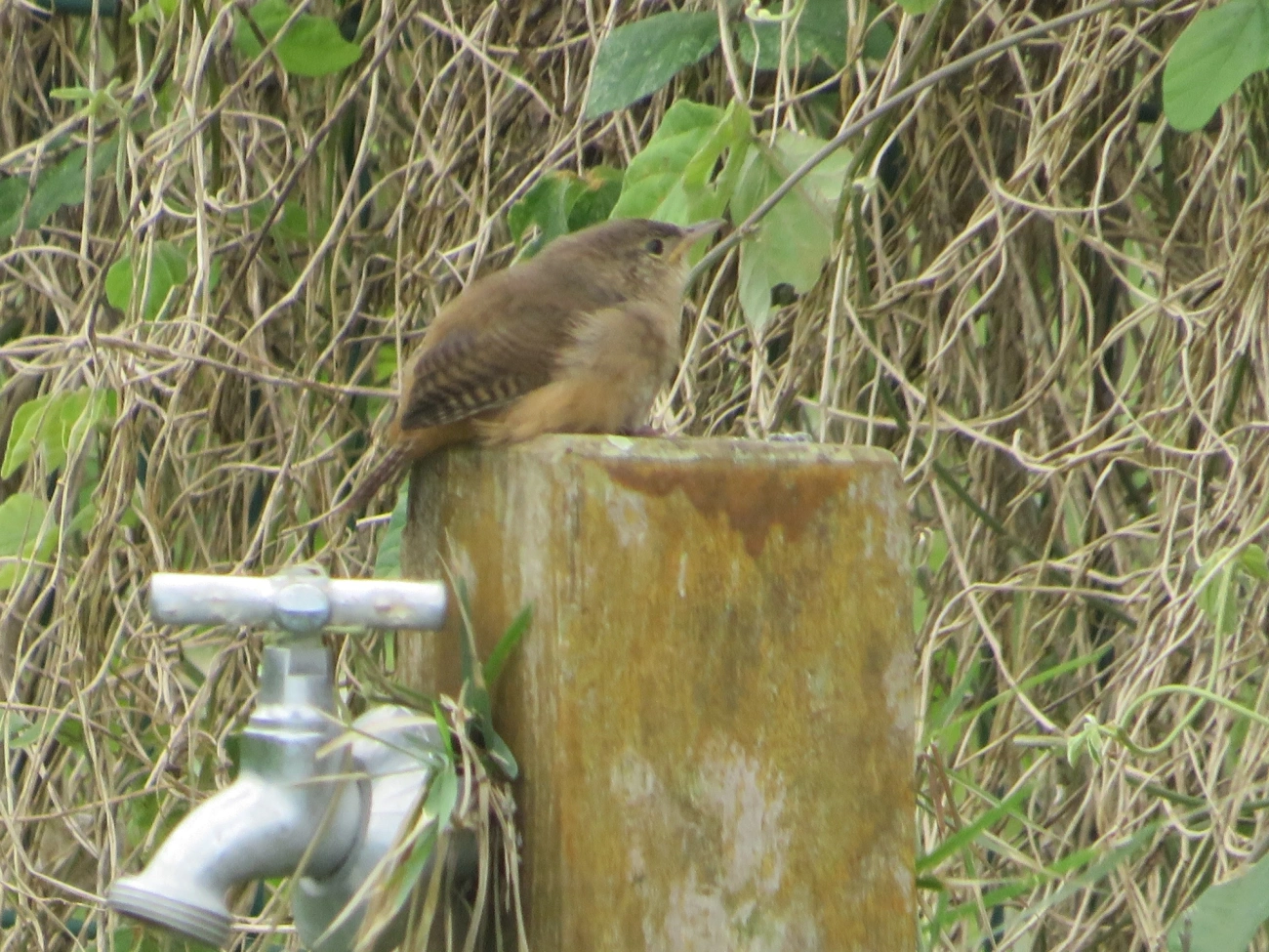 Corruíra (Troglodytes musculus), aves, fotografado em Maresias, São Sebastião