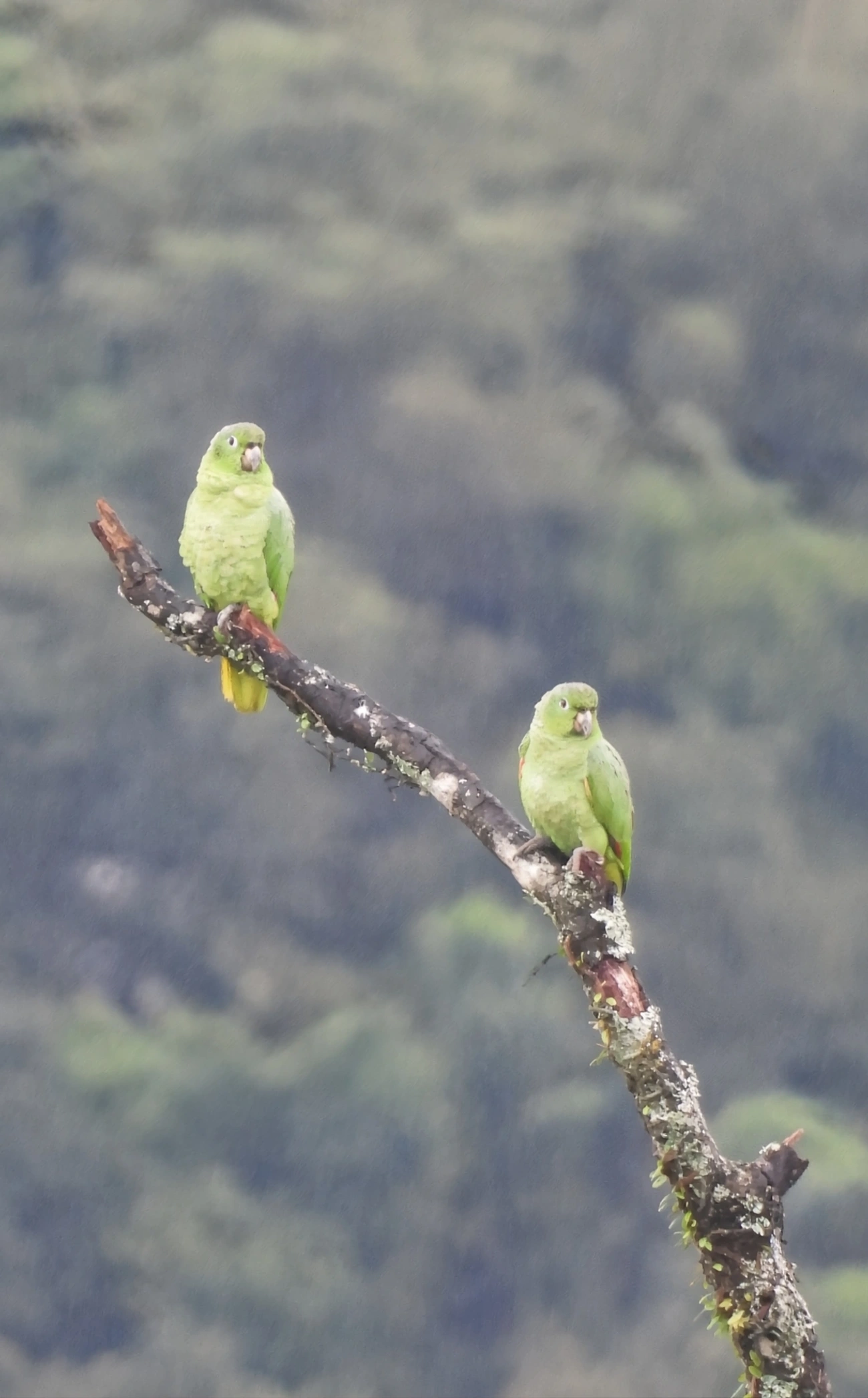 Papagaio-moleiro (Amazona farinosa), aves, fotografado em São Sebastião
