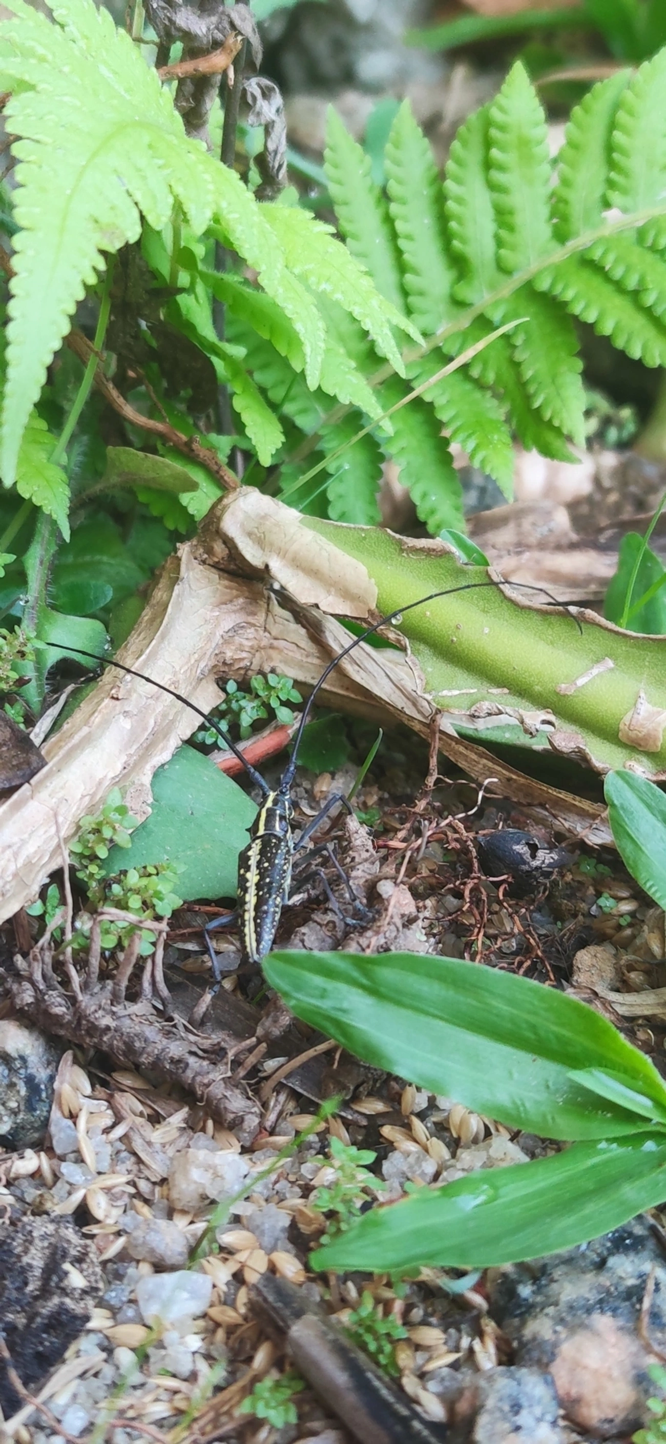 Serra-pau (Taeniotes amazonum), insetos, fotografado em Maresias, São Sebastião