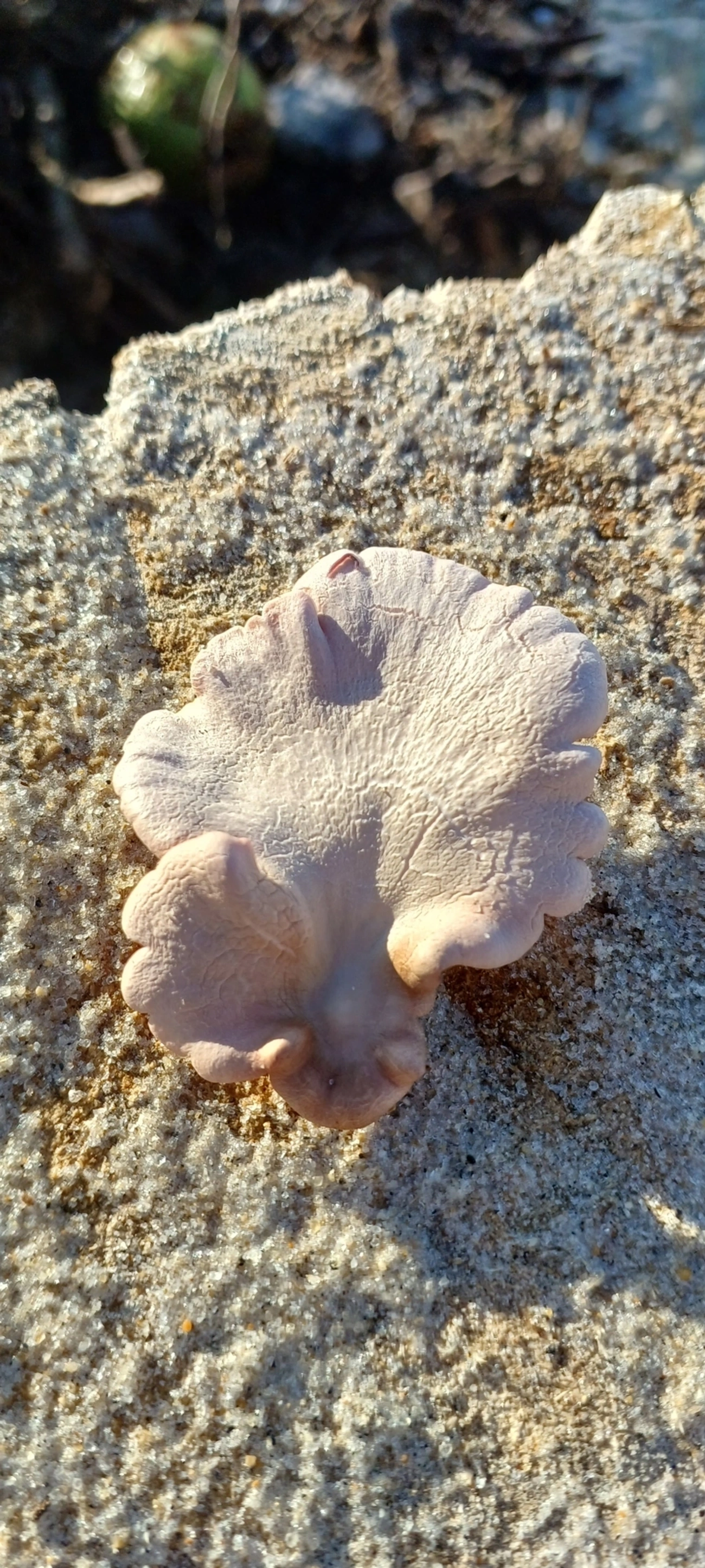 Schizophyllum, fungos, fotografado em Maresias, São Sebastião