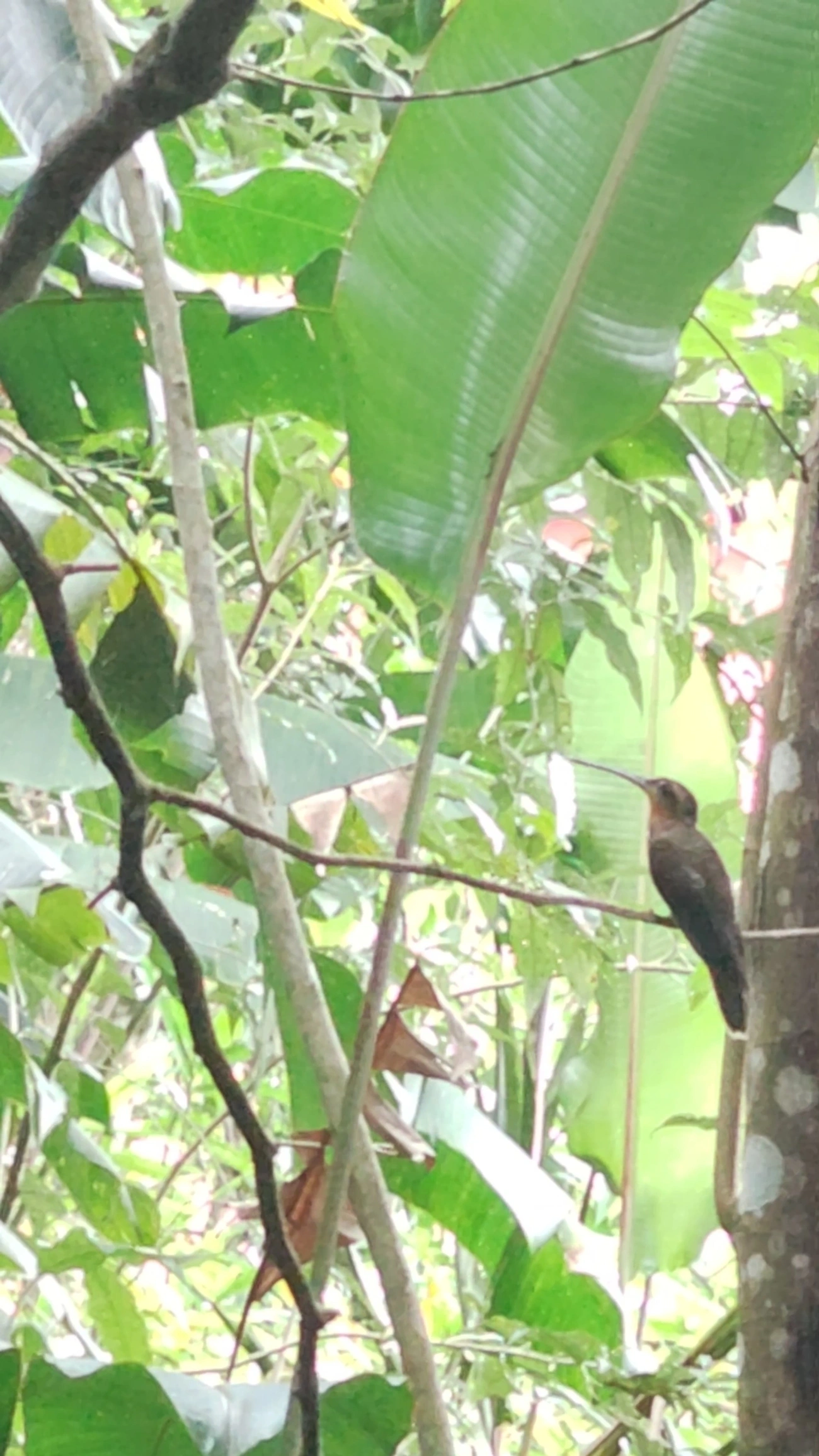 Beija-flor-do-mato (Ramphodon naevius), aves, fotografado em São Paulo