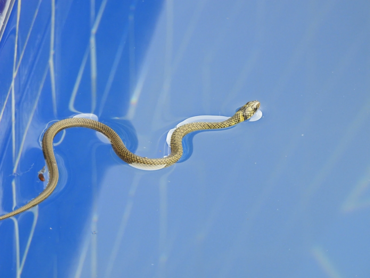 Cobra-d’água-comum (Erythrolamprus miliaris), répteis, fotografado em Maresias, São Sebastião