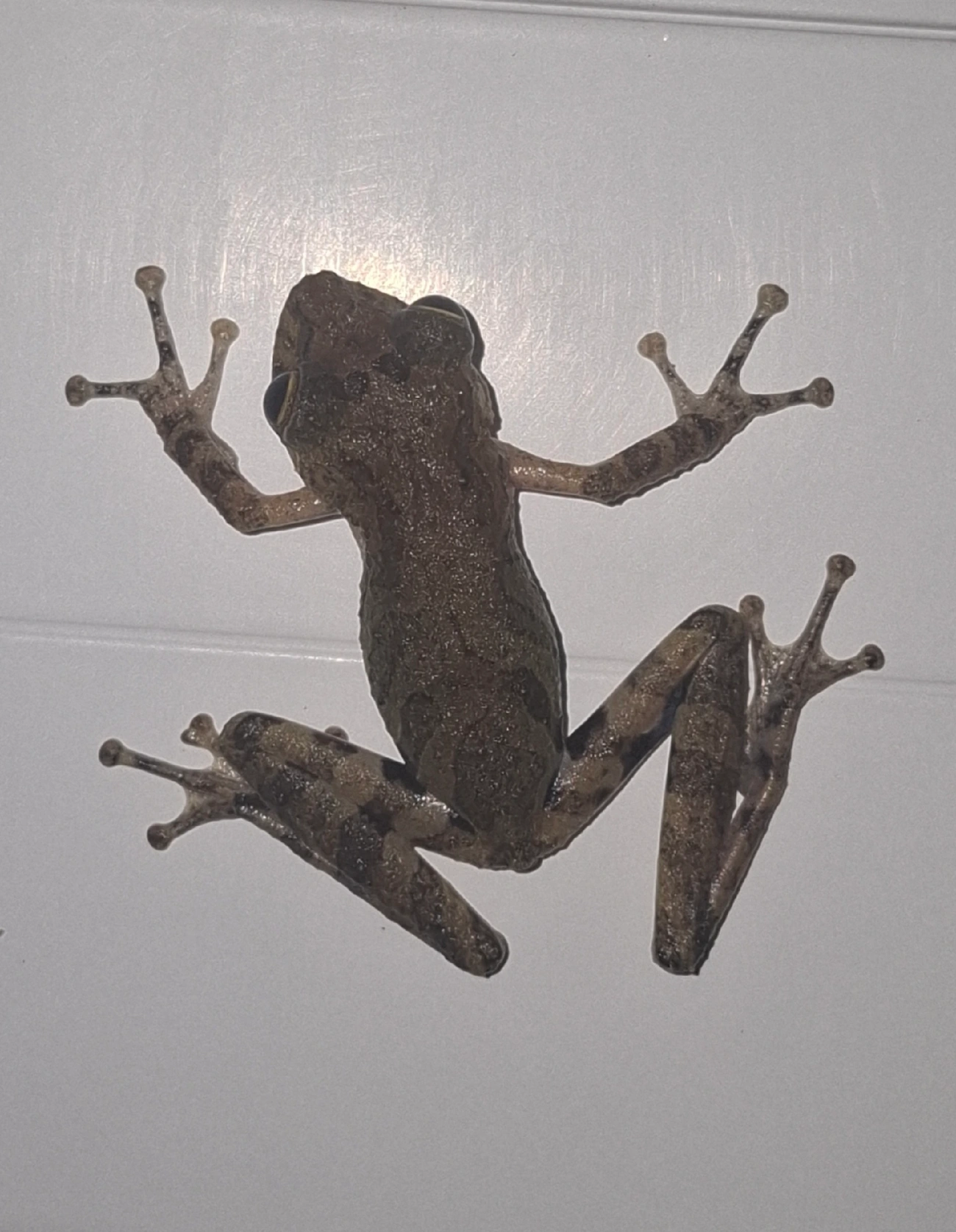 Perereca-do-litoral (Ololygon littoralis), anfíbios, fotografado em Maresias, São Sebastião