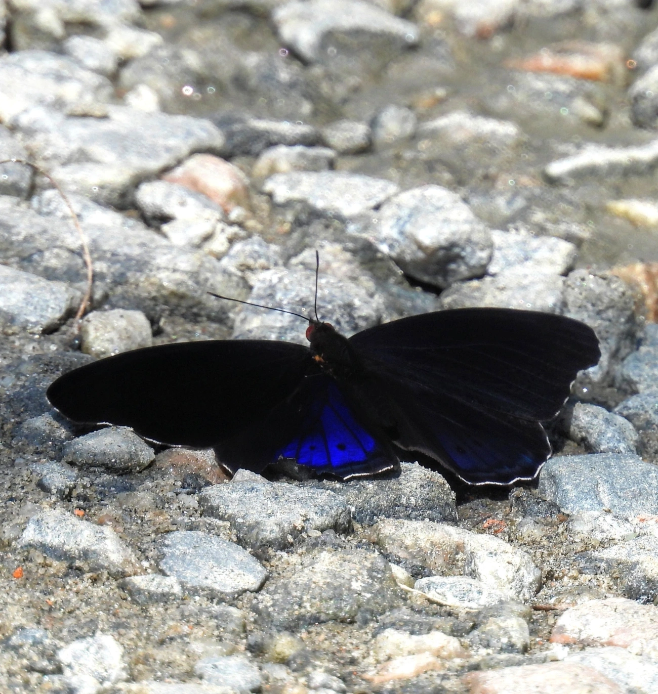 Eunica volumna, insetos, fotografado em Maresias, São Sebastião