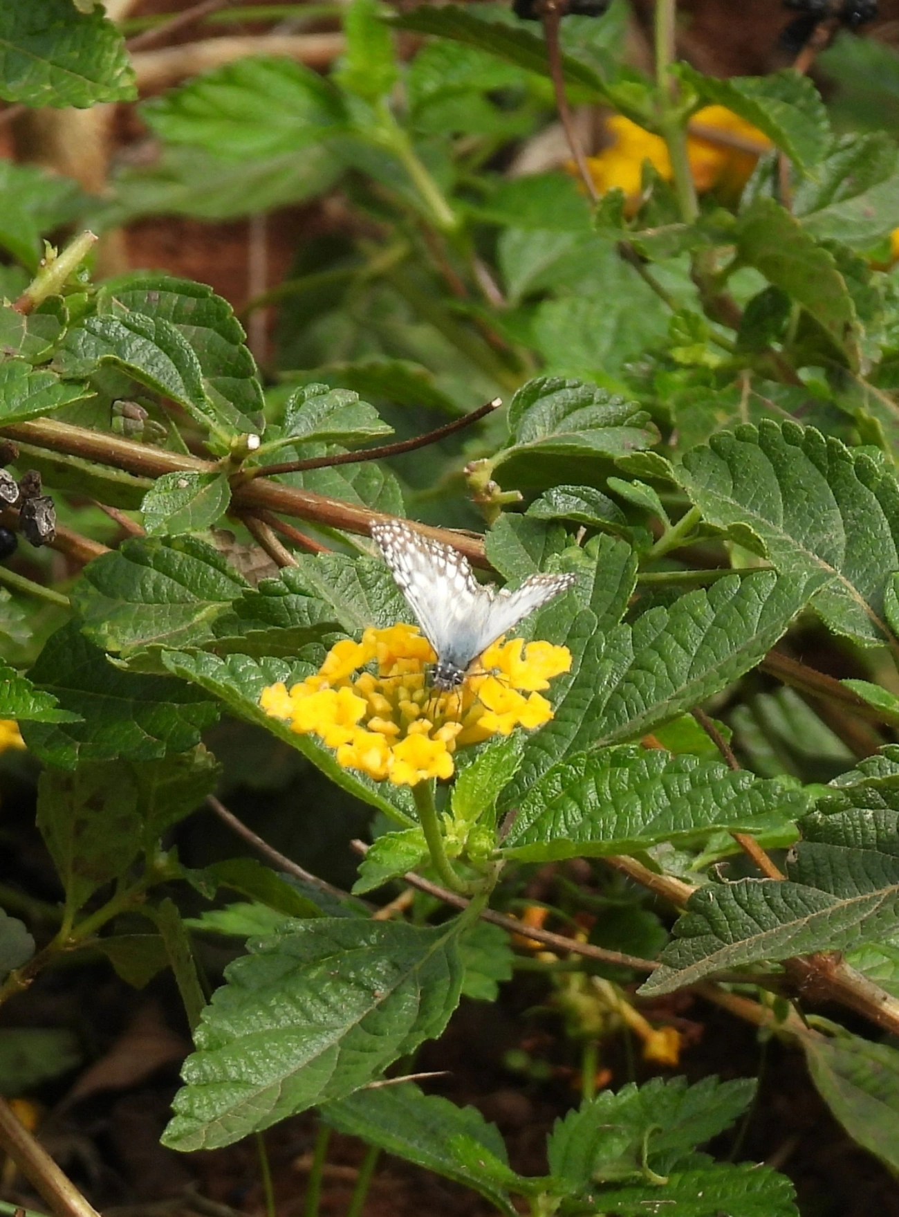 Xadrezinho-de-orcus (Burnsius orcus), insetos, fotografado em Bragança Paulista