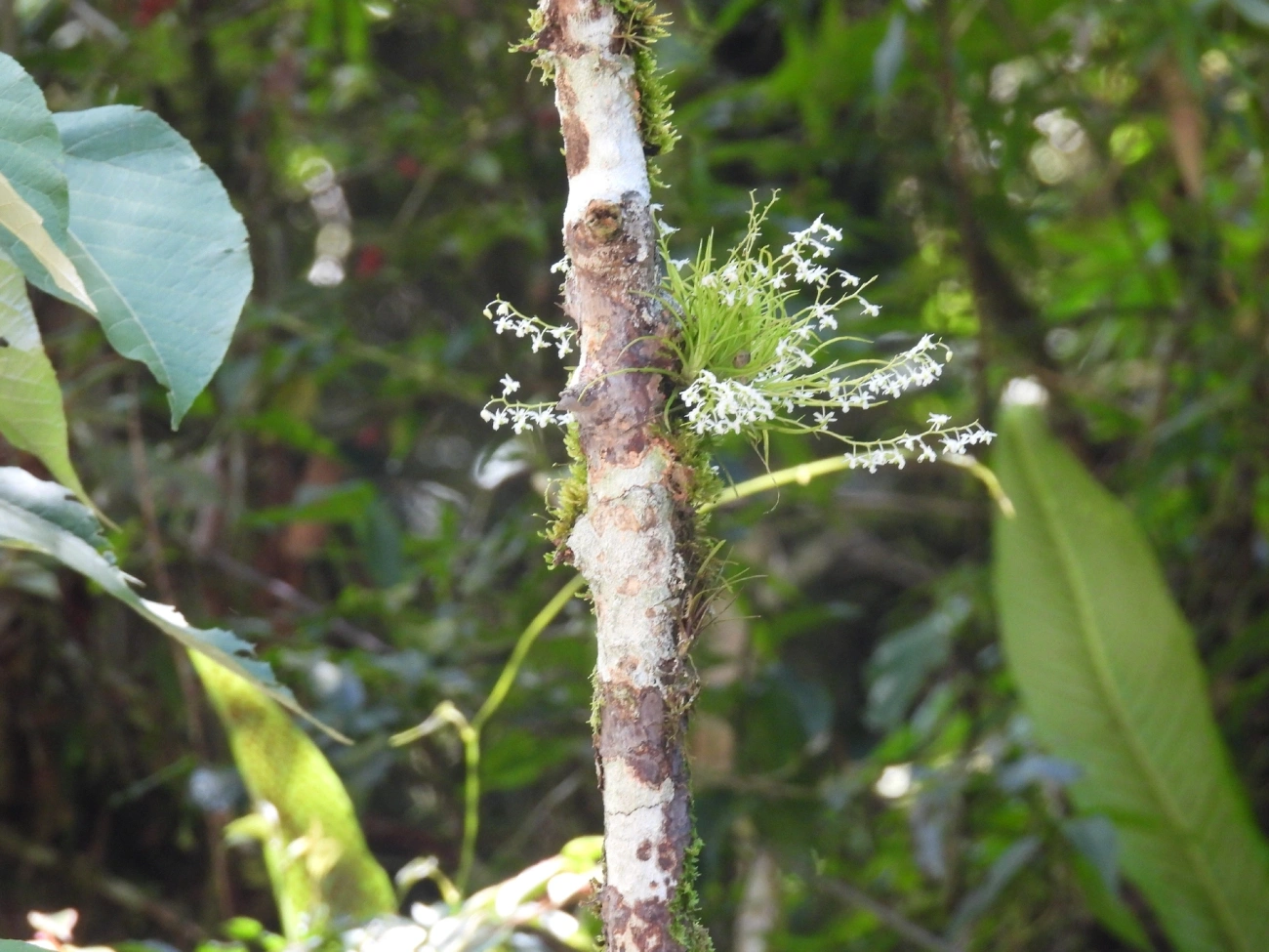 Phymatidium falcifolium, plantas, fotografado em Queluz