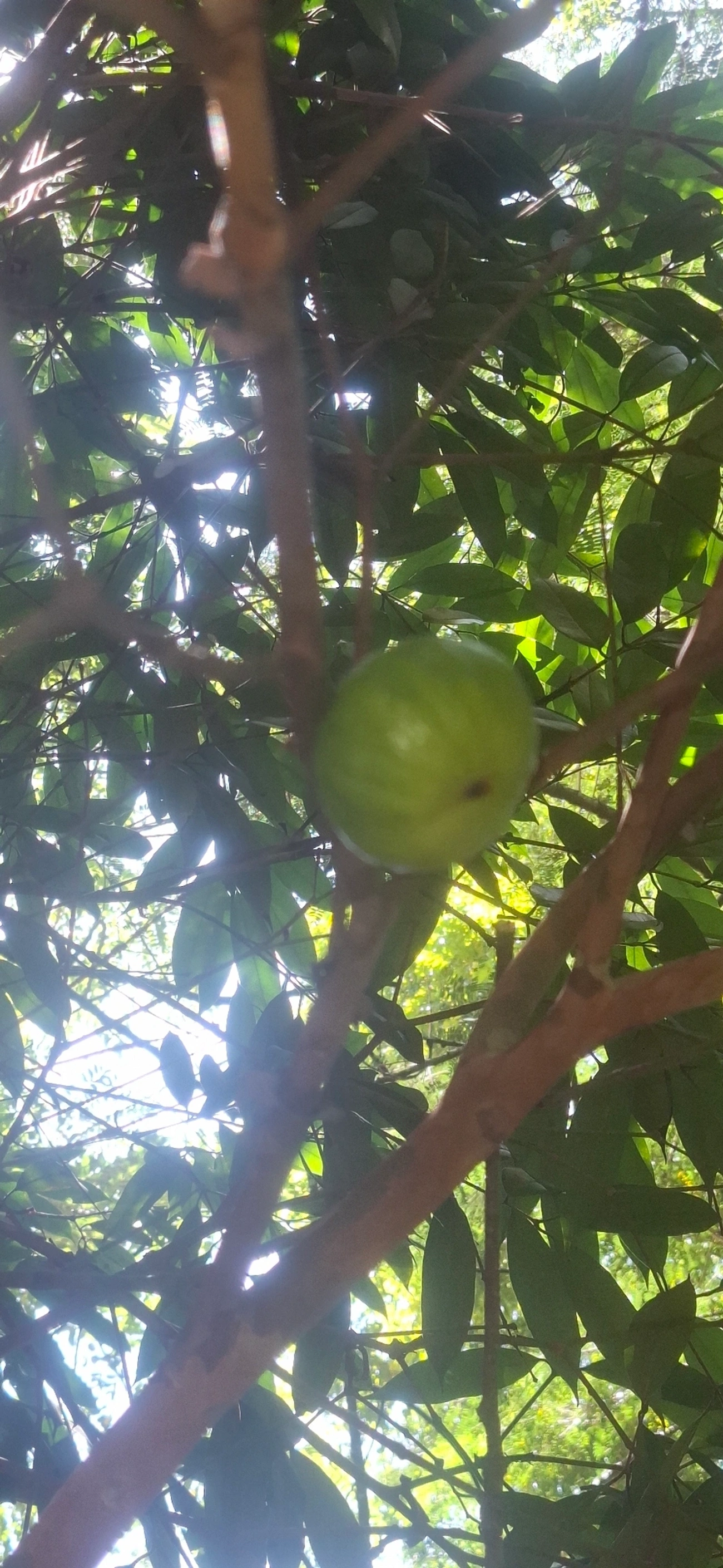 Jabuticaba-branca (Plinia phitrantha), plantas, fotografado em São Sebastião